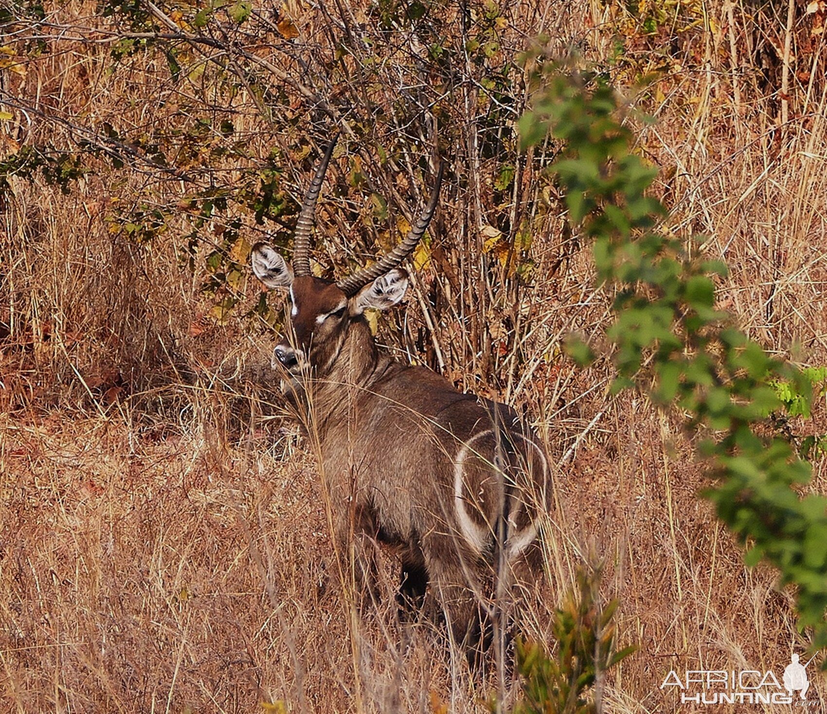 Waterbuck