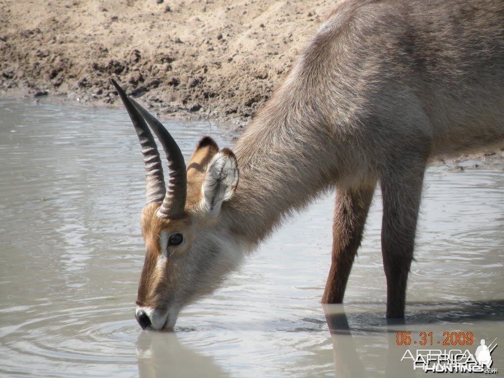 Waterbuck