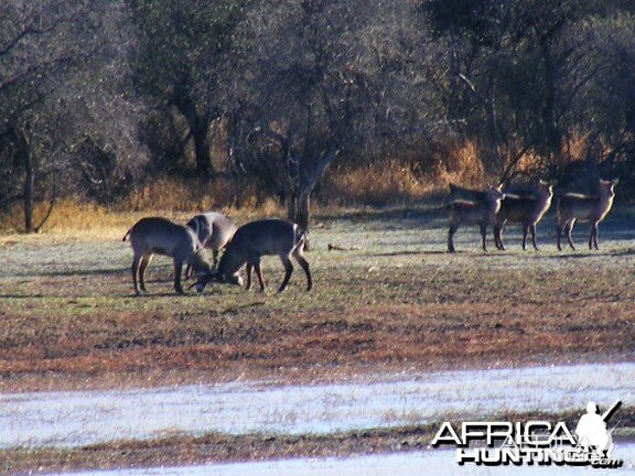 Waterbuck