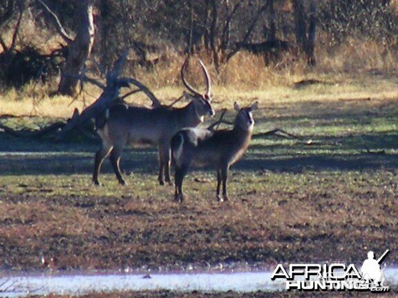 Waterbuck