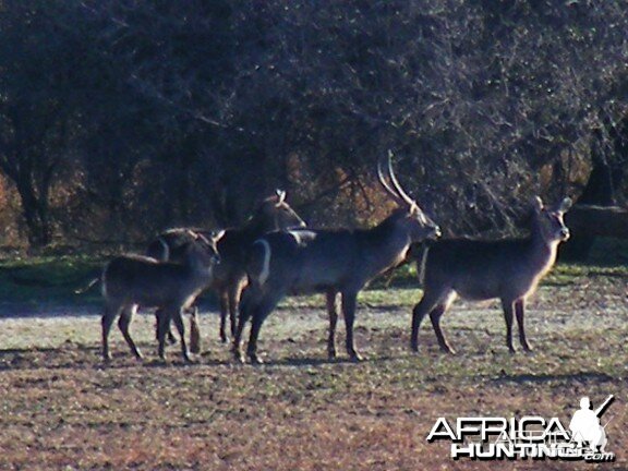 Waterbuck