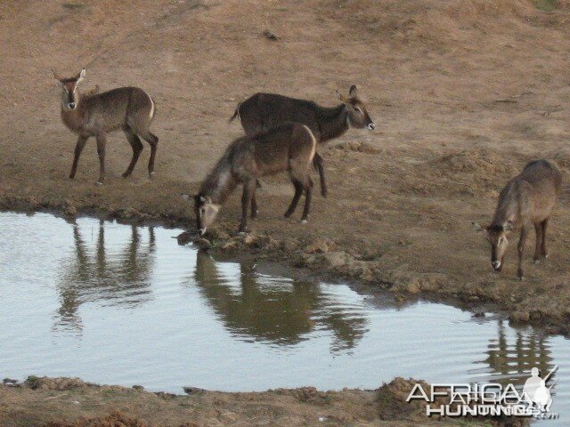 Waterbucks