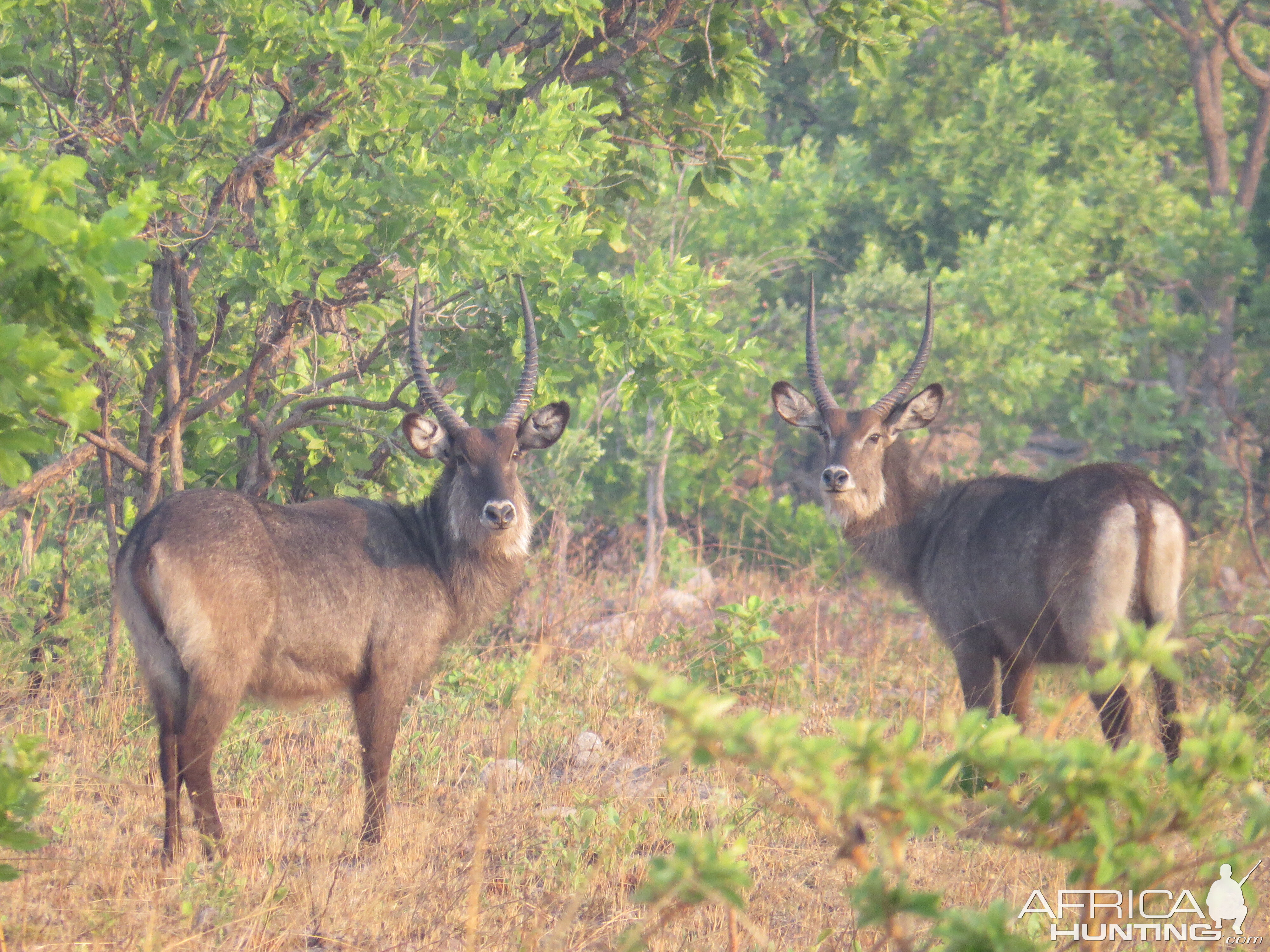 Waterbuck's