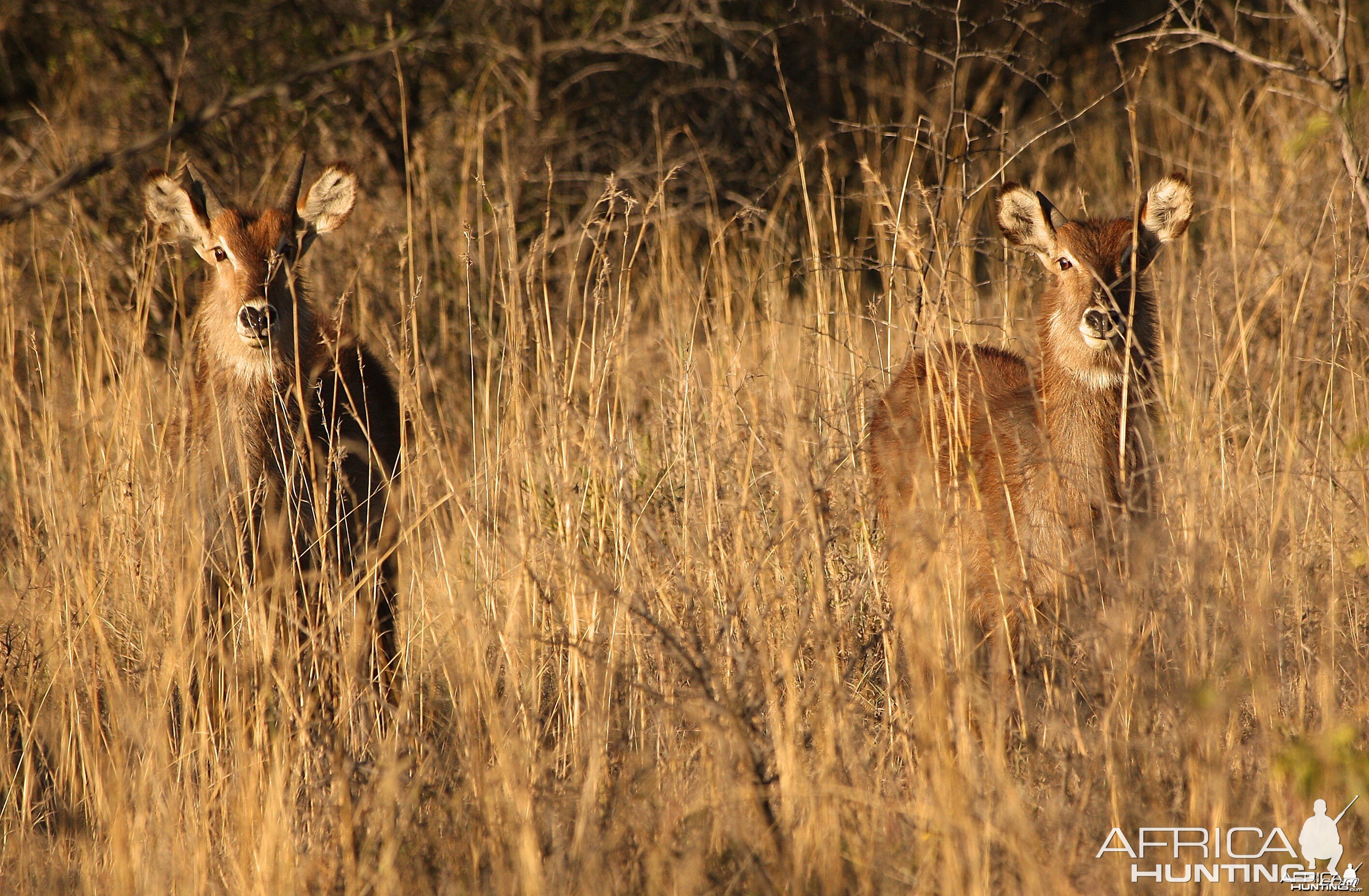 Waterbucks