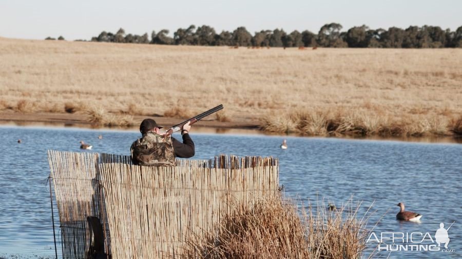 Waterfowl shooting South Africa