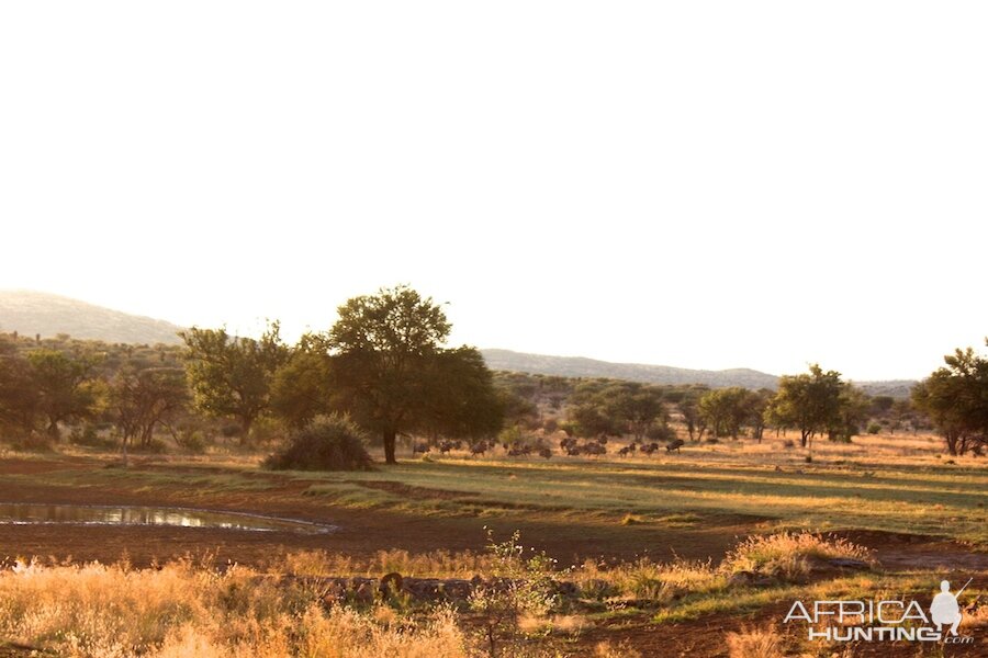 Waterhole