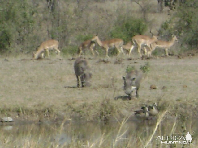 Watering hole