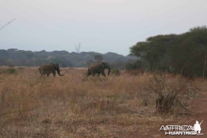 We spotted elephants in our hunting area too