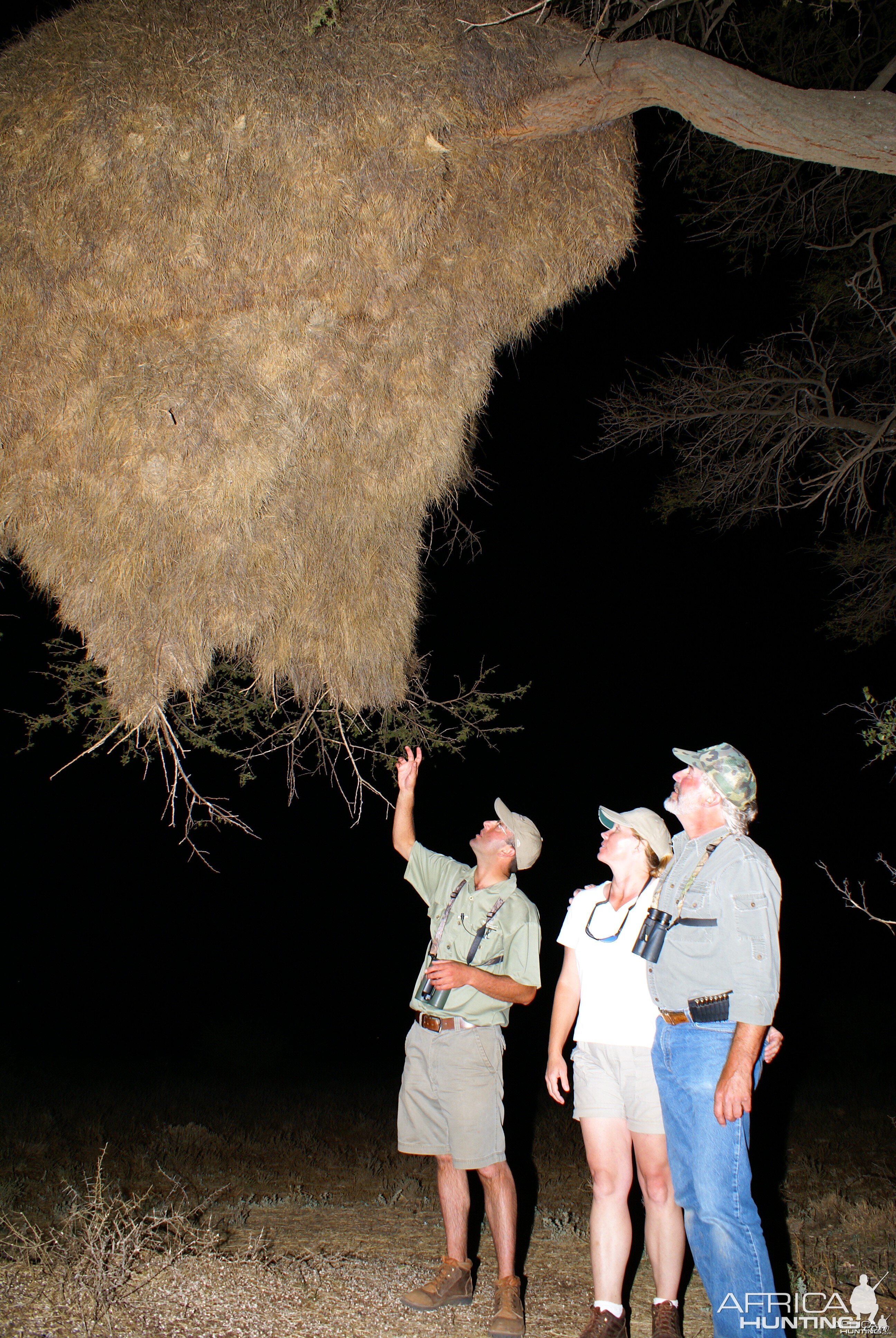 Weaver Nest South Africa