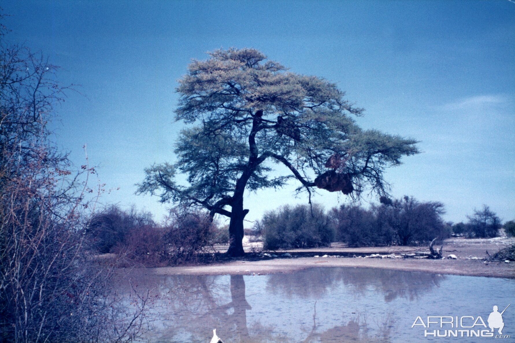 Weaver nests at Etosha National Park in Namibia