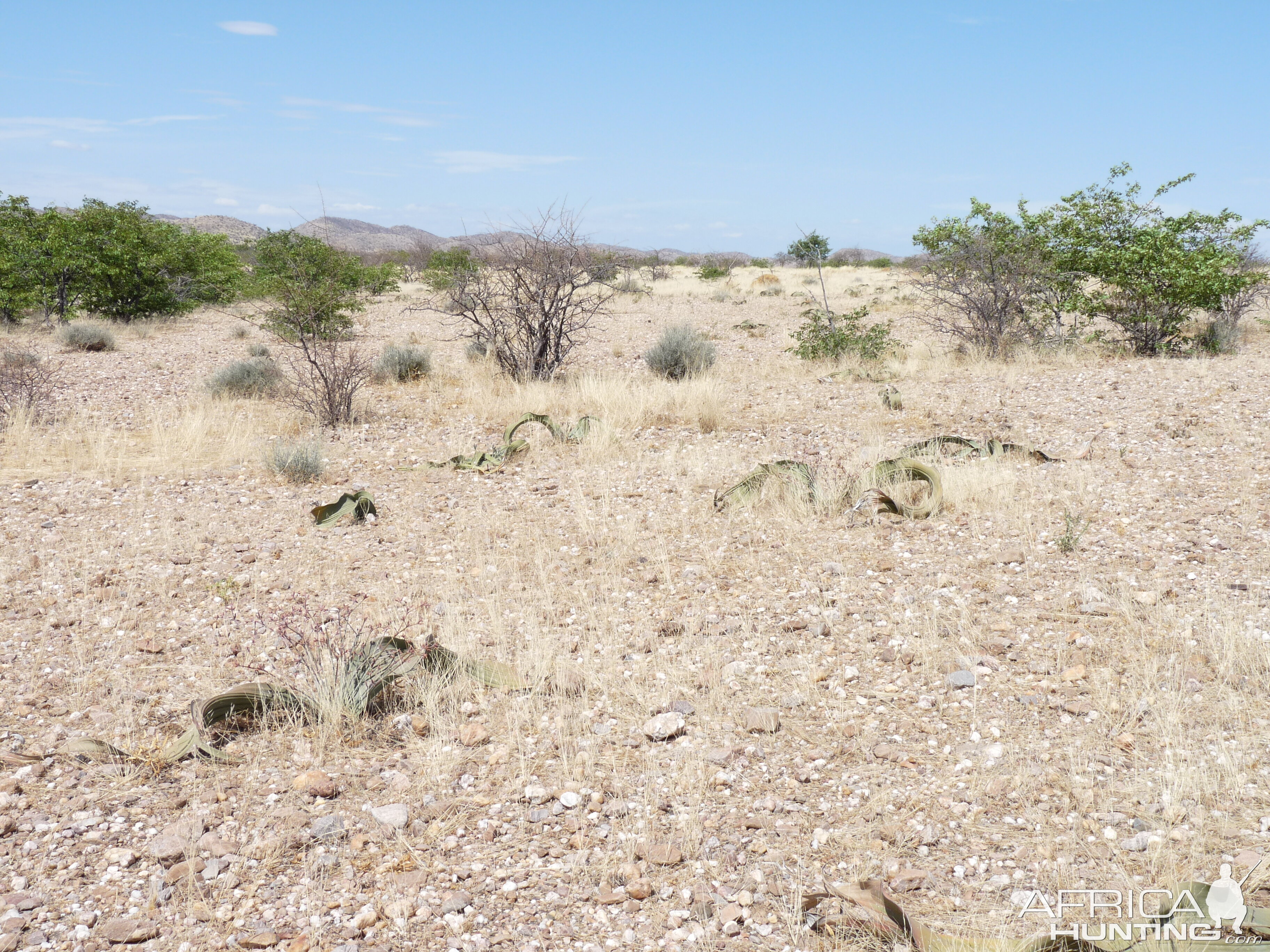 Welwitschia Damaraland Namibia