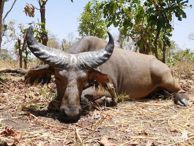 West African Savanna Buffalo Hunt