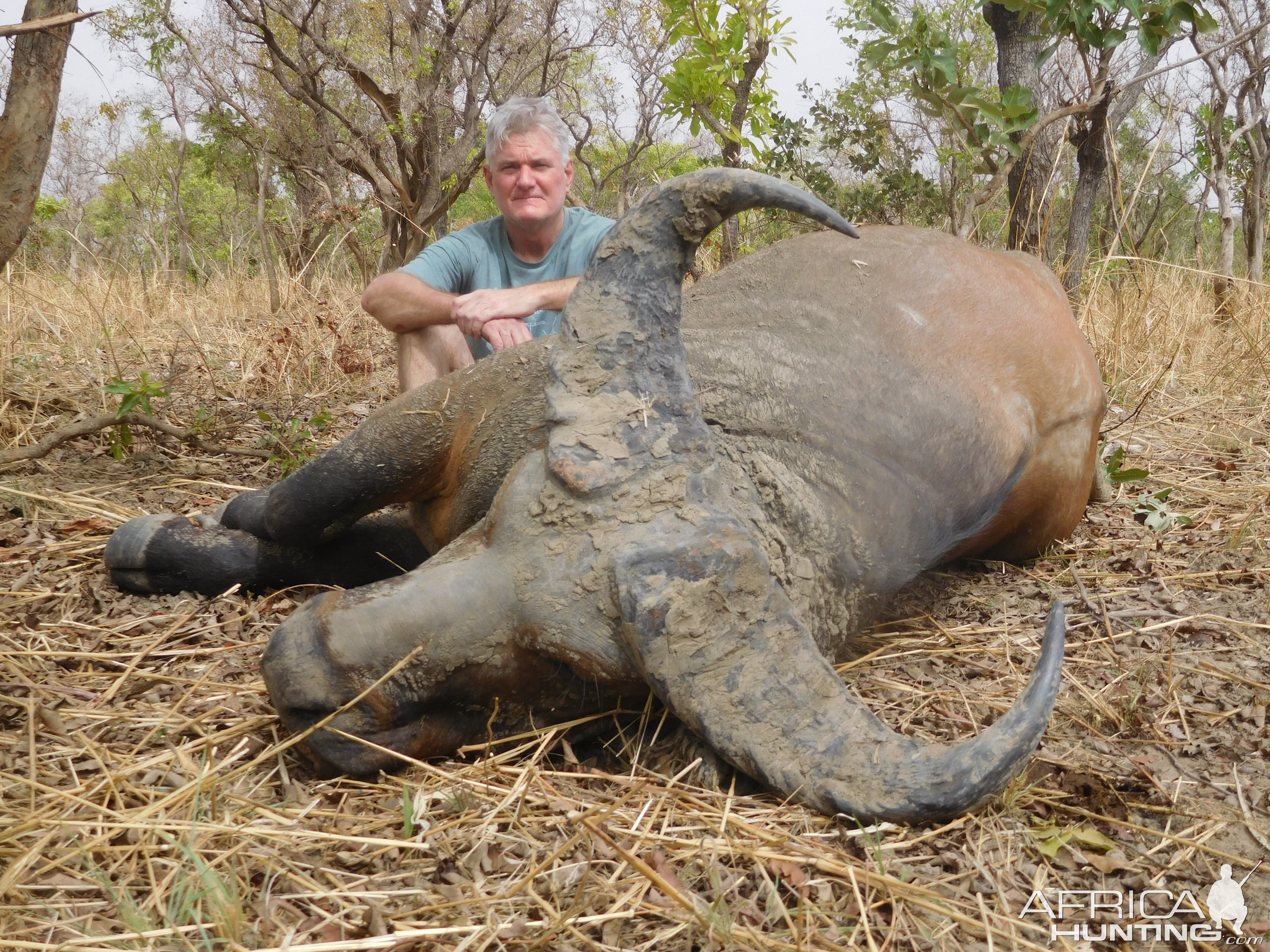 West African Savanna Buffalo Hunting in Burkina Faso