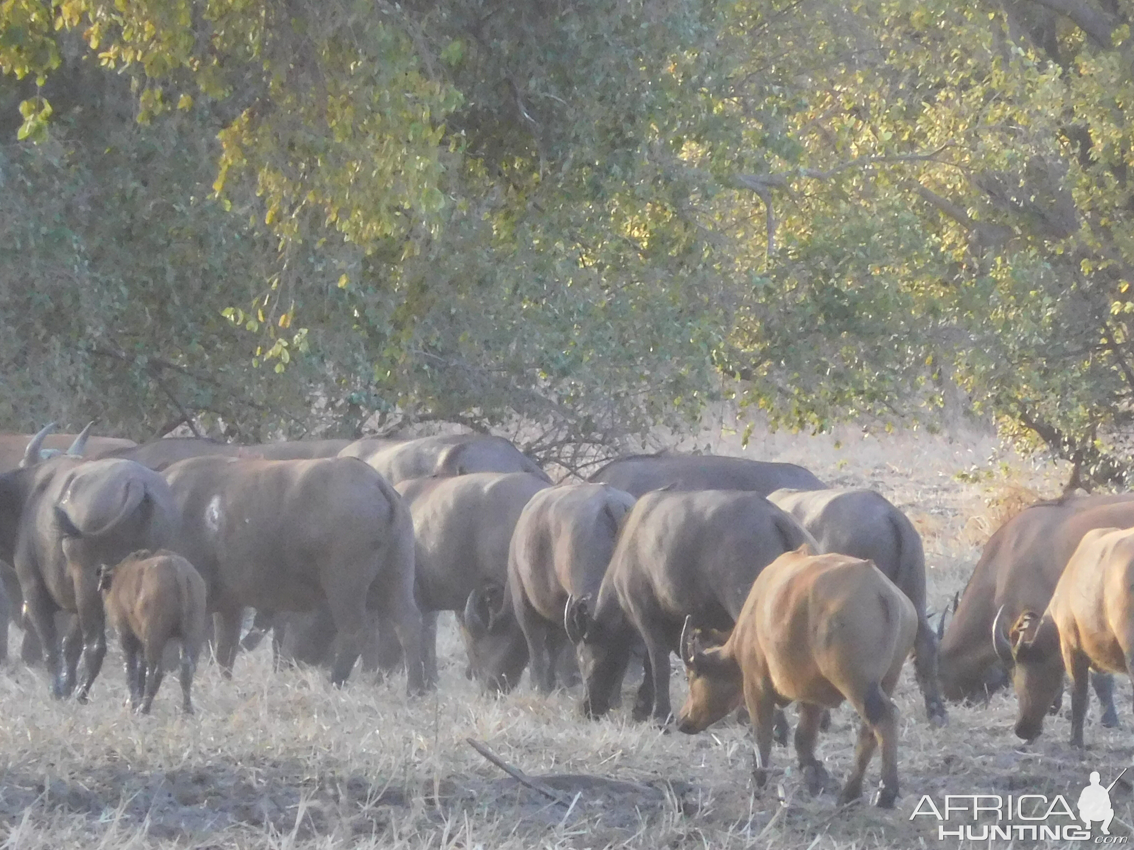 West African Savanna Buffalo in Burkina Faso