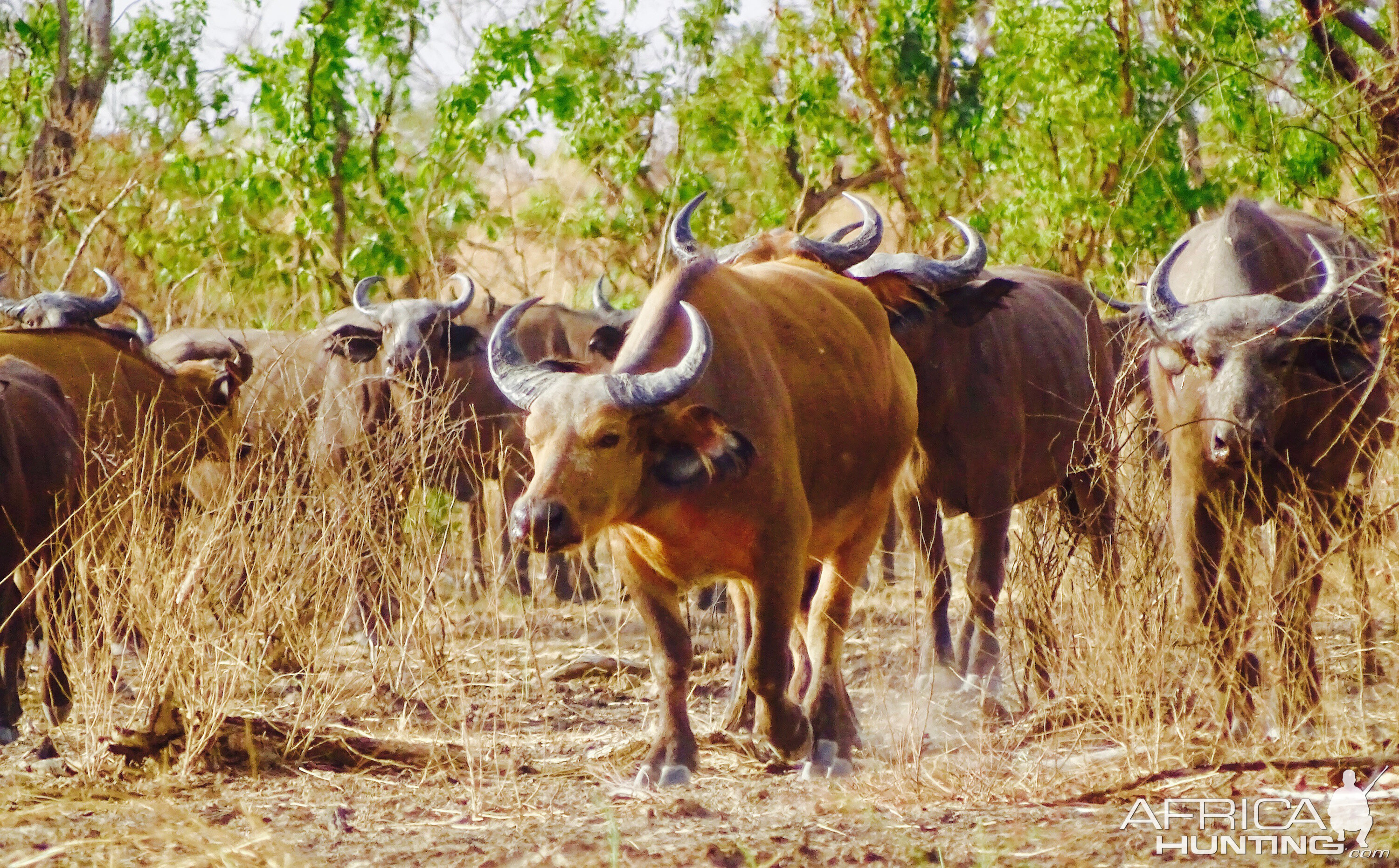 West African Savanna Buffalo in West Africa