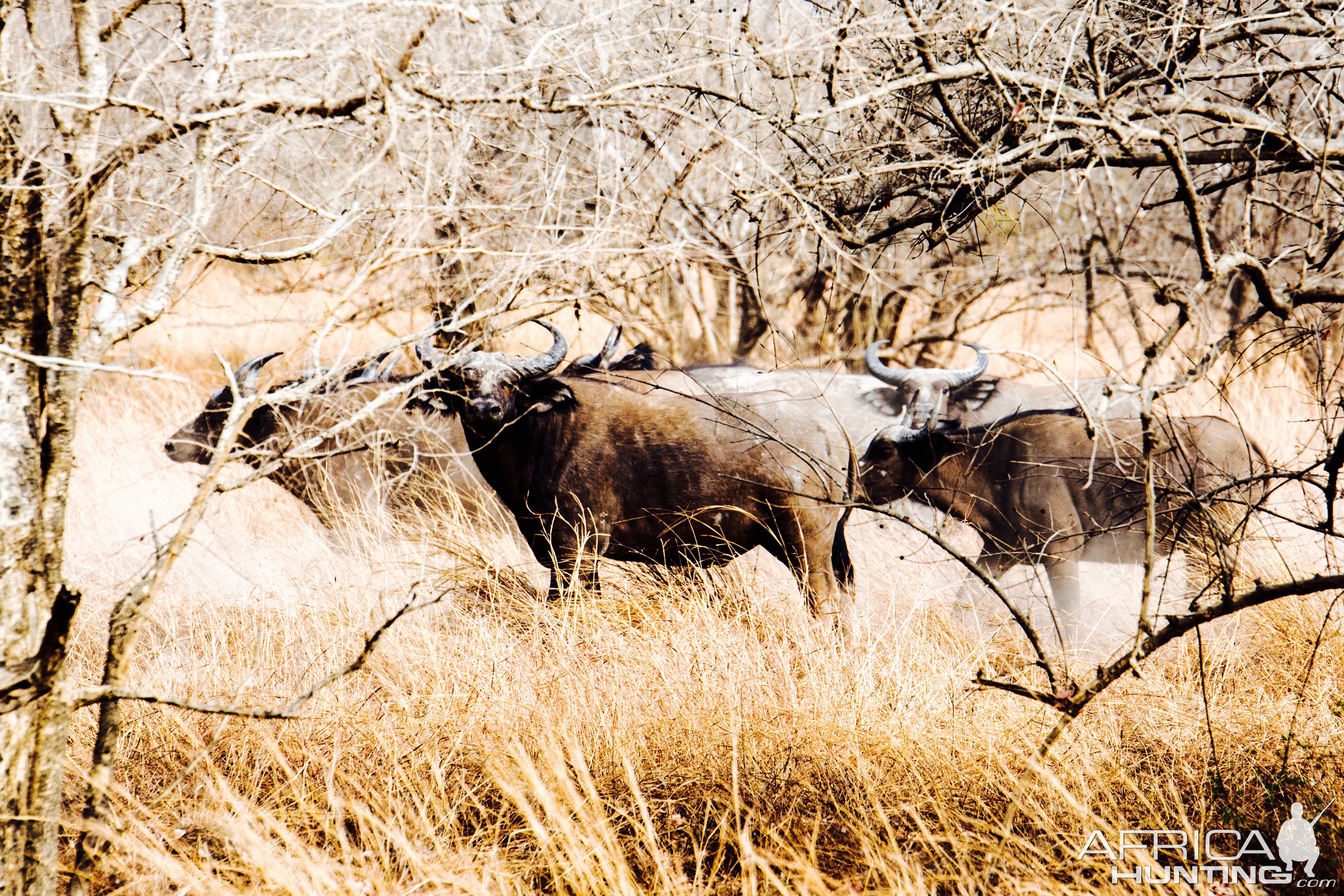 West African Savanna Buffalo in West Africa