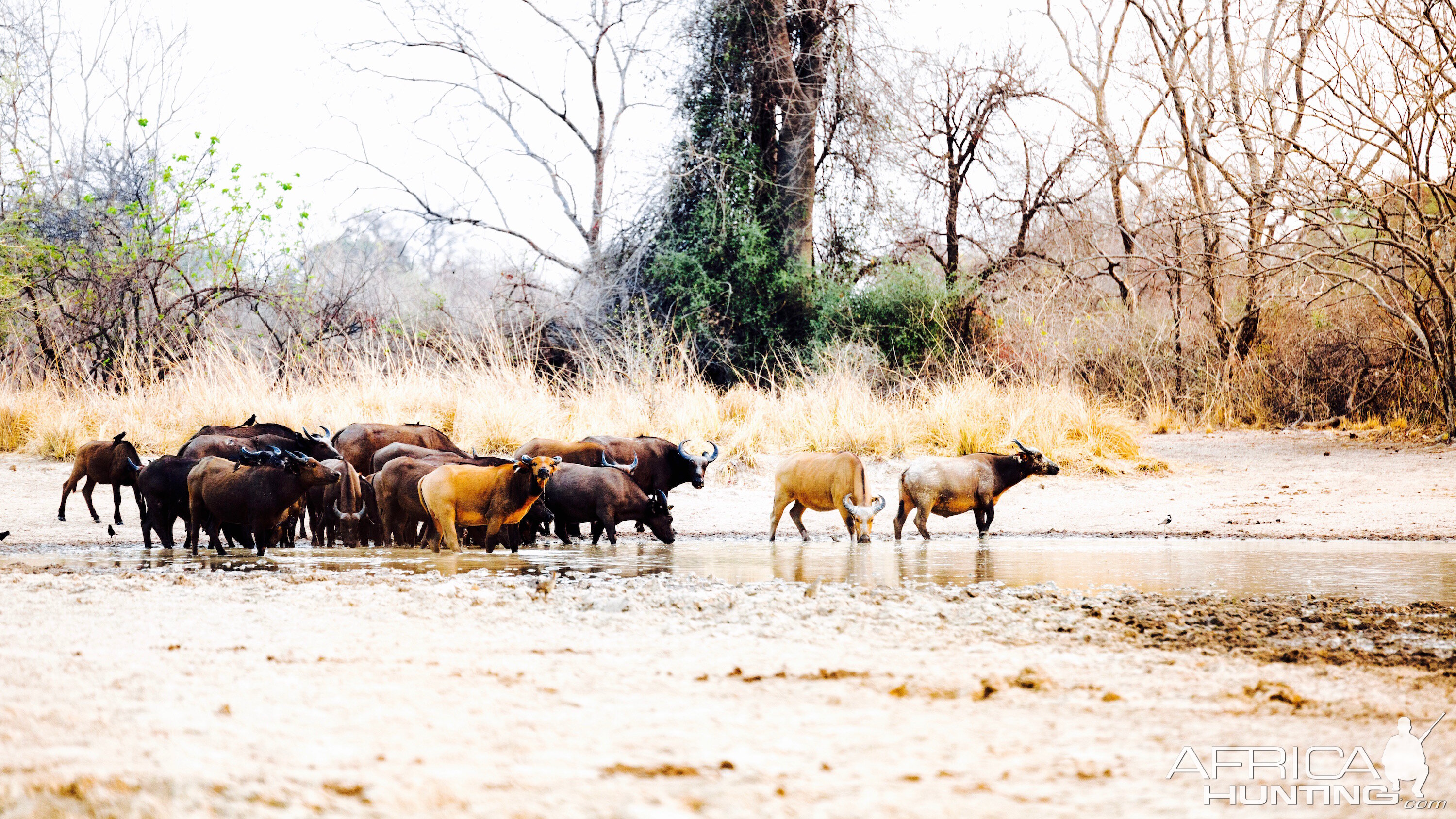 West African Savanna Buffalo in West Africa