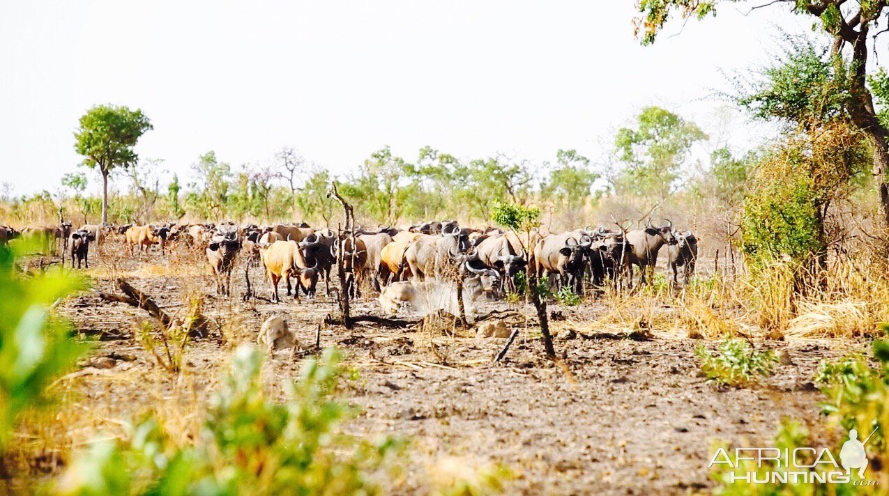 West African Savanna Buffalo in West Africa