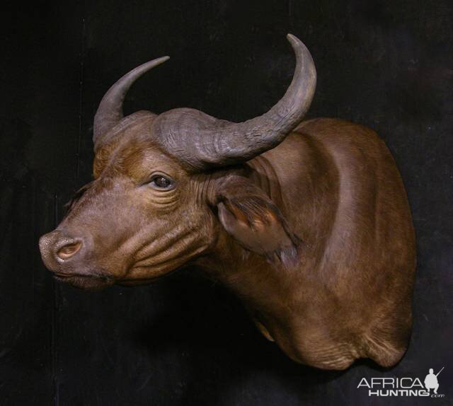 West African Savanna Buffalo Shoulder Mount Taxidermy