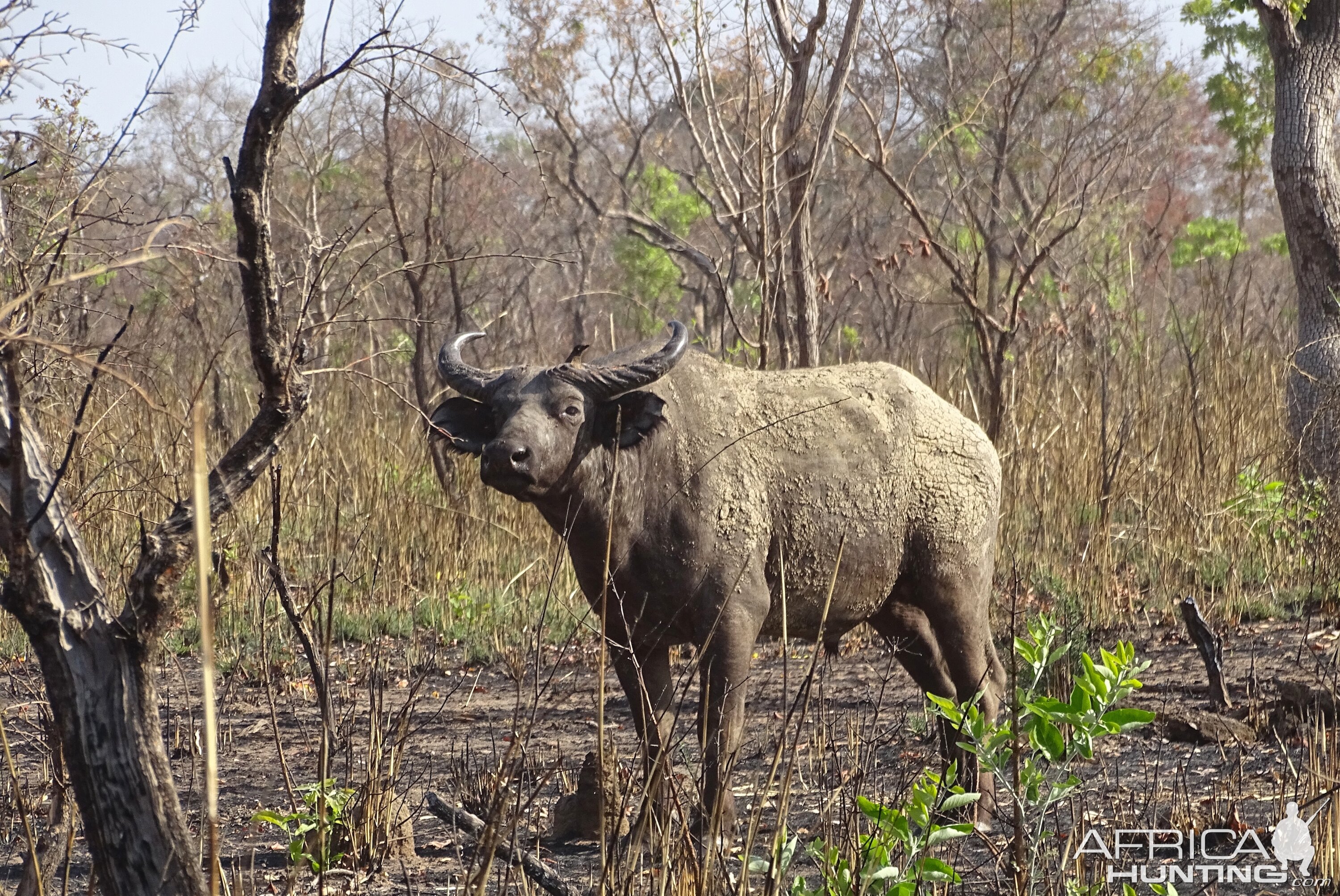 West African Savannah Buffalo Benin