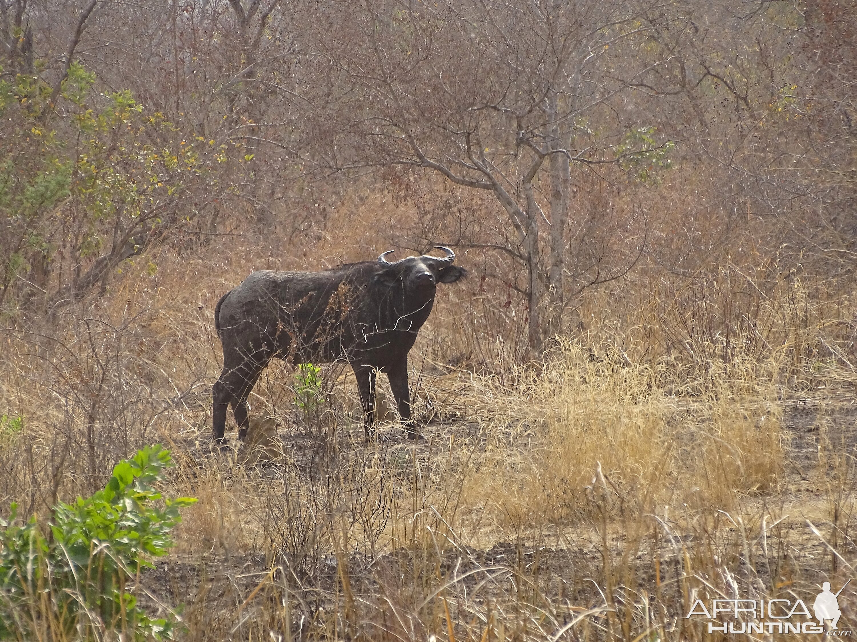 West African Savannah Buffalo Benin