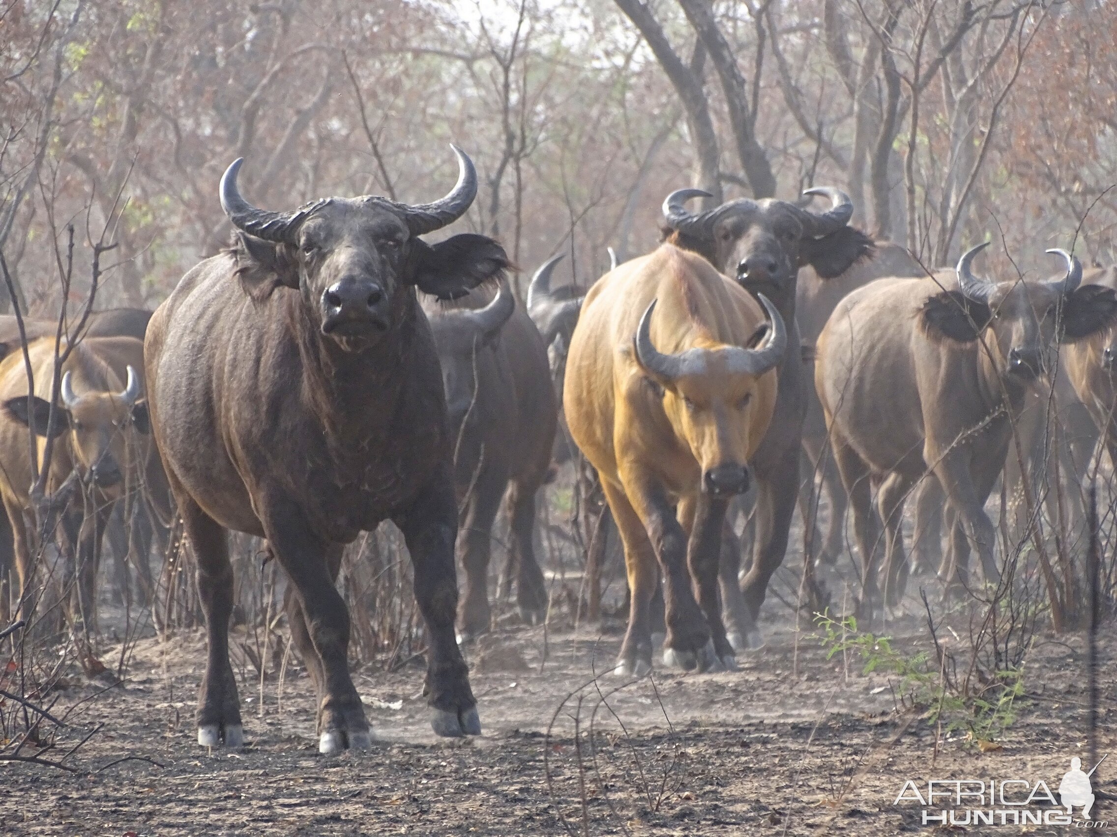 West African Savannah Buffalo Benin