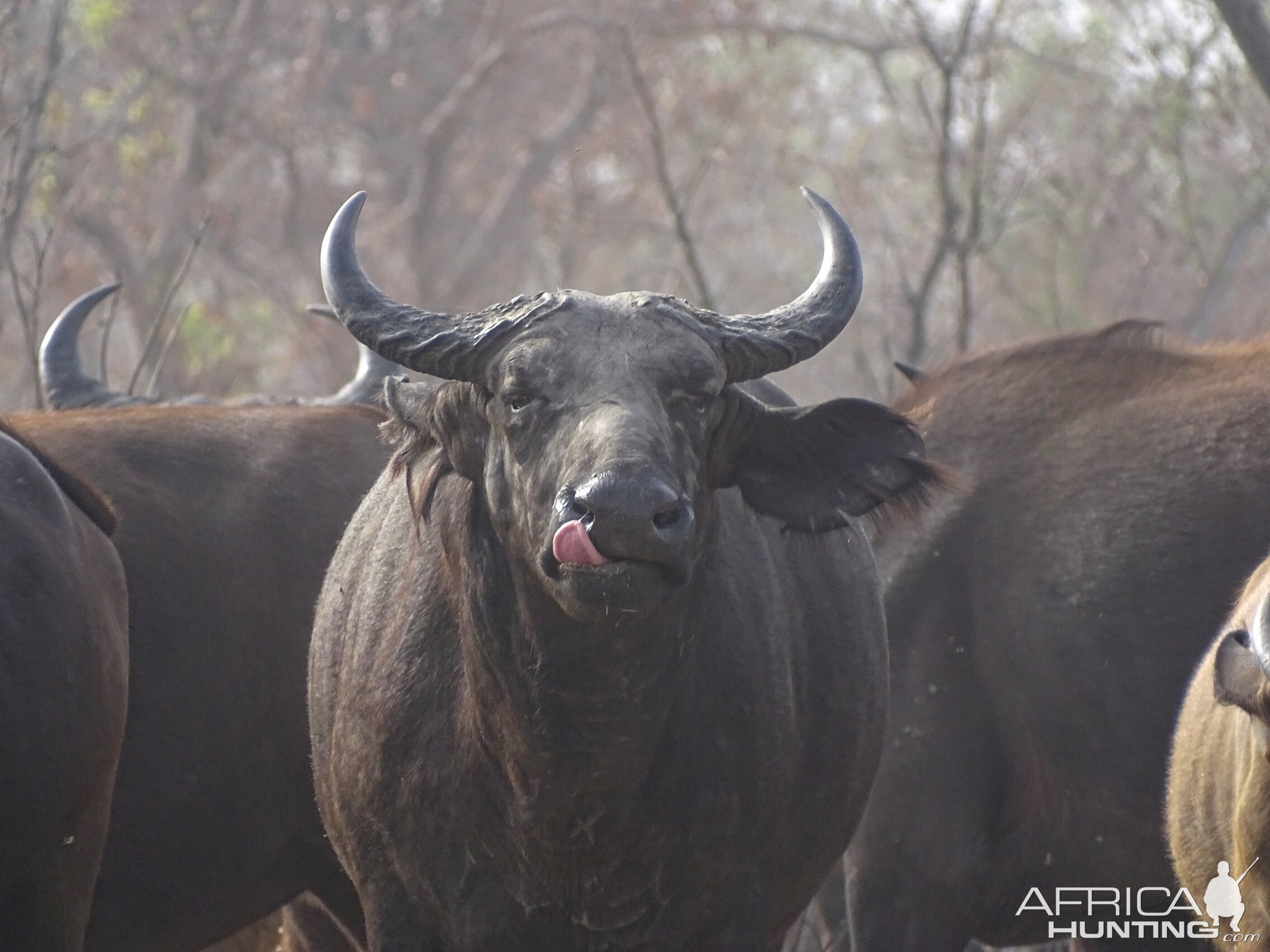 West African Savannah Buffalo Benin