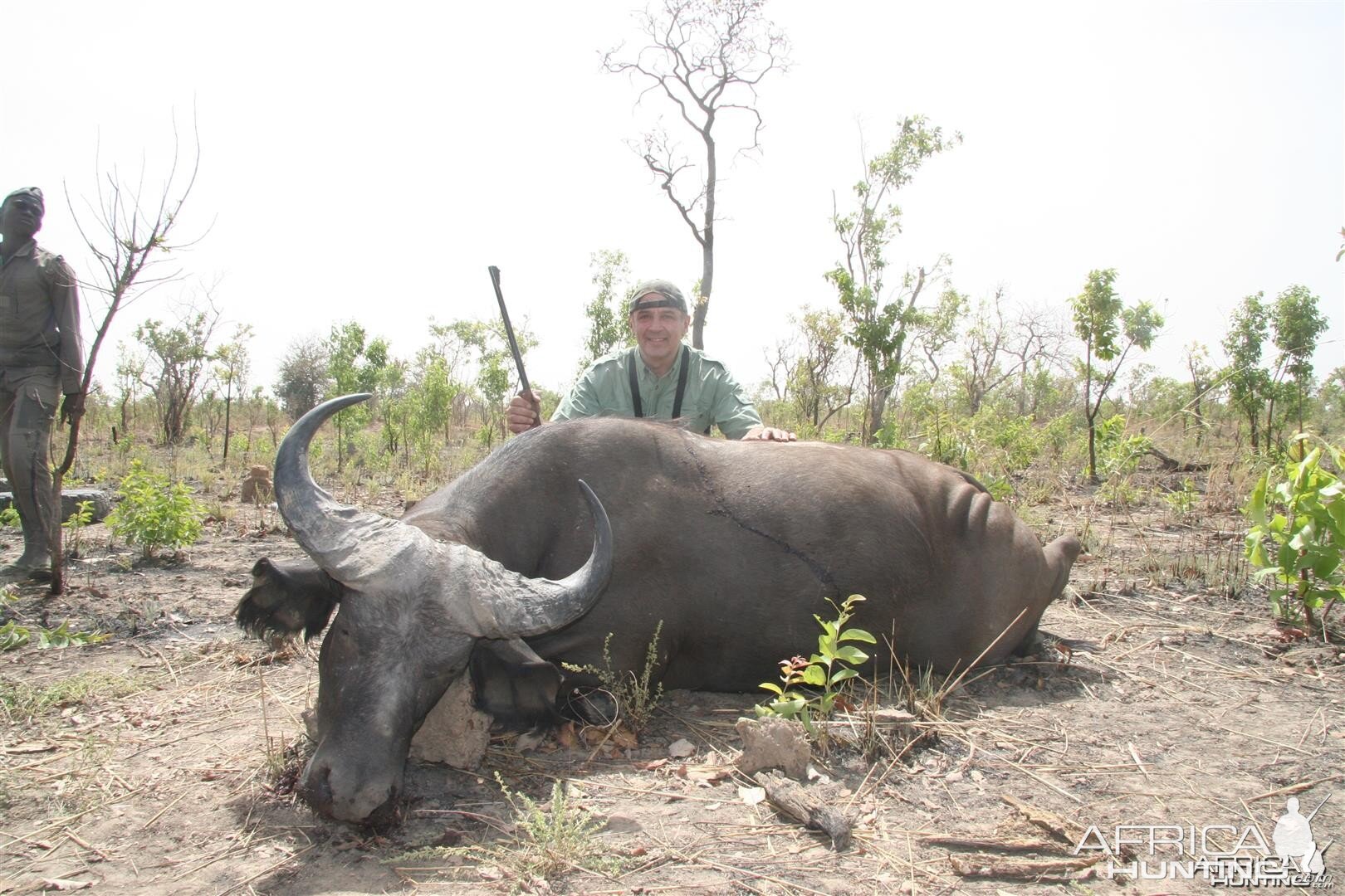 West African Savannah Buffalo Burkina Faso