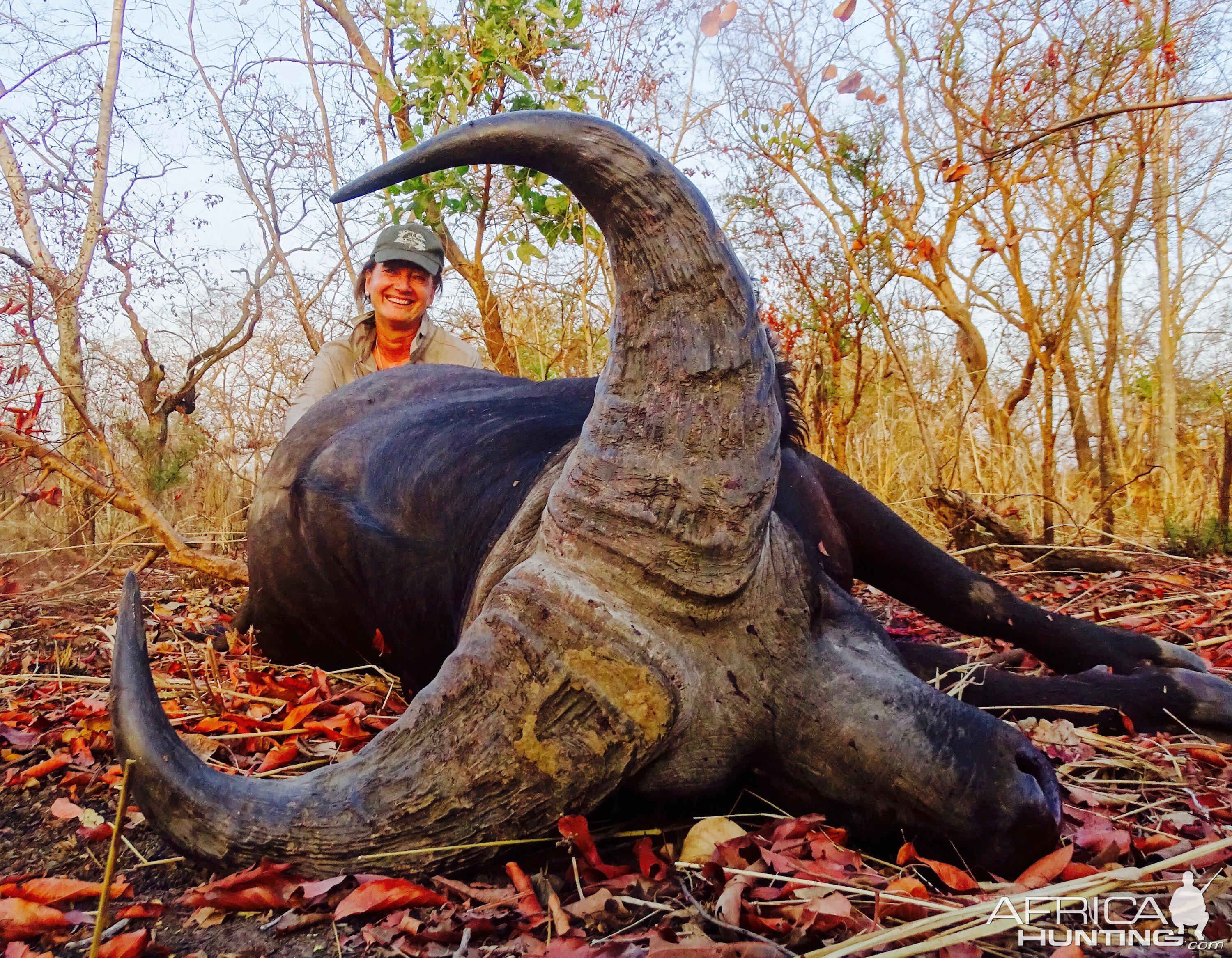 West African Savannah Buffalo Hunt in Benin