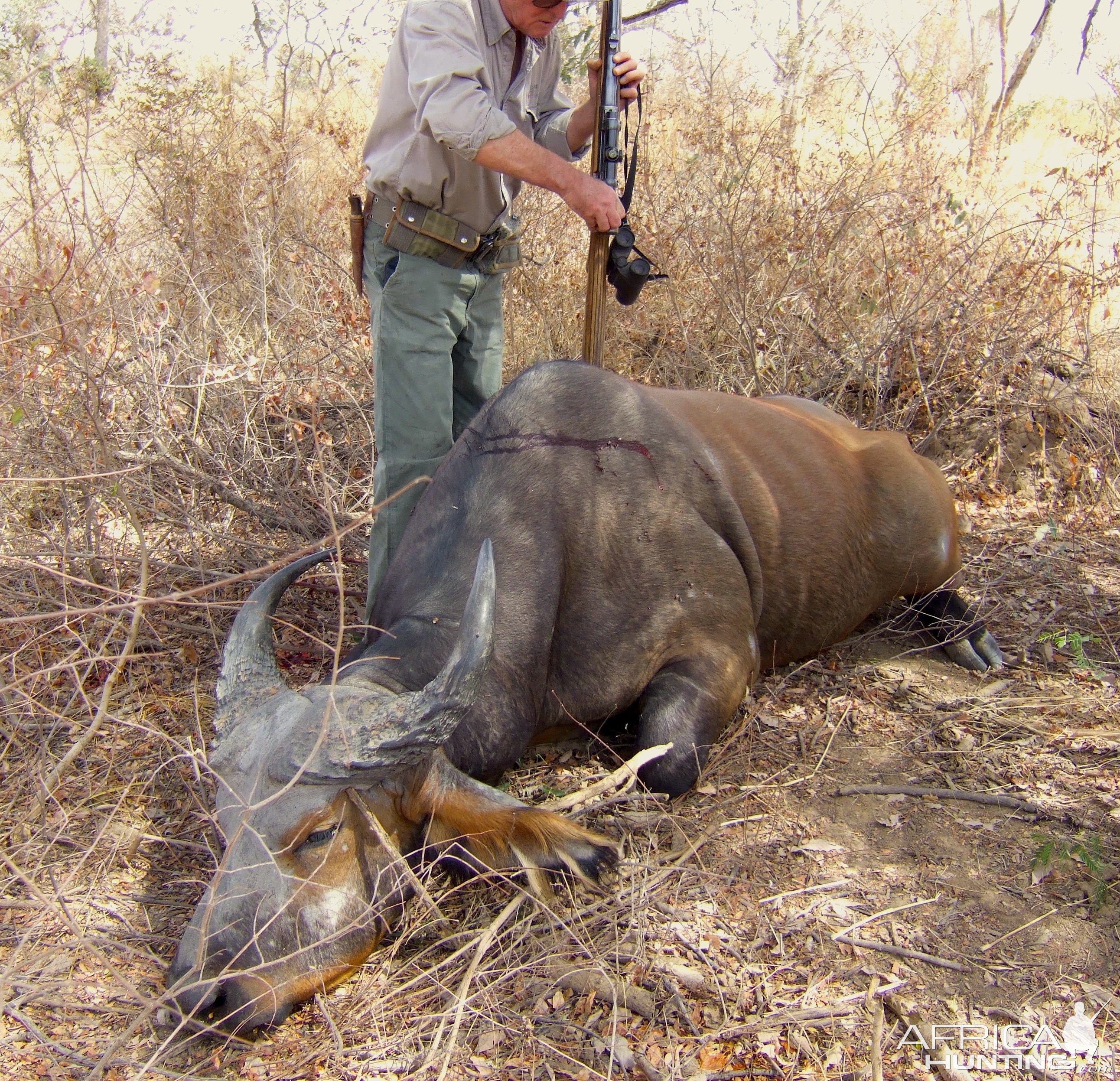 West African Savannah Buffalo Hunt