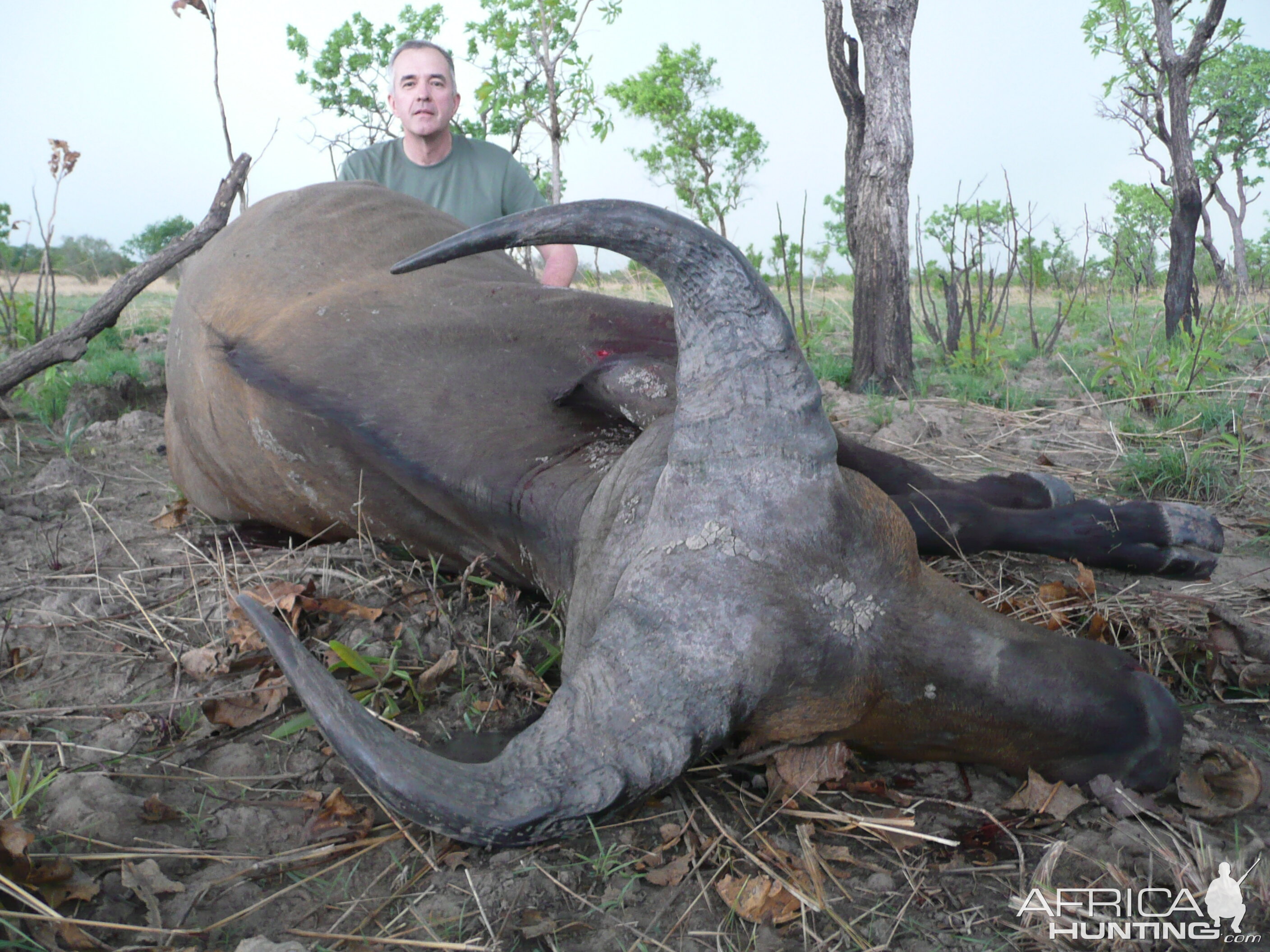 West African Savannah Buffalo hunted in Benin with Club Faune