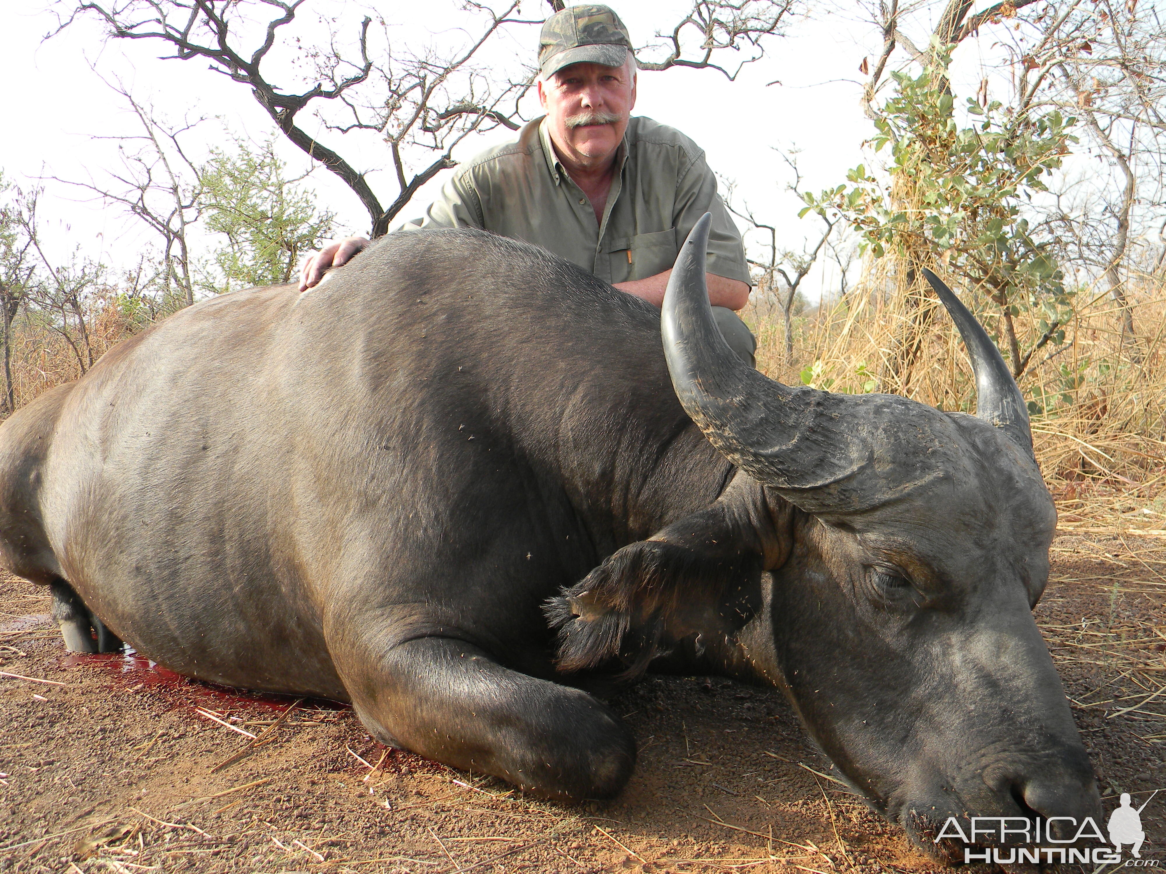 West African Savannah Buffalo hunted in Benin with Club Faune