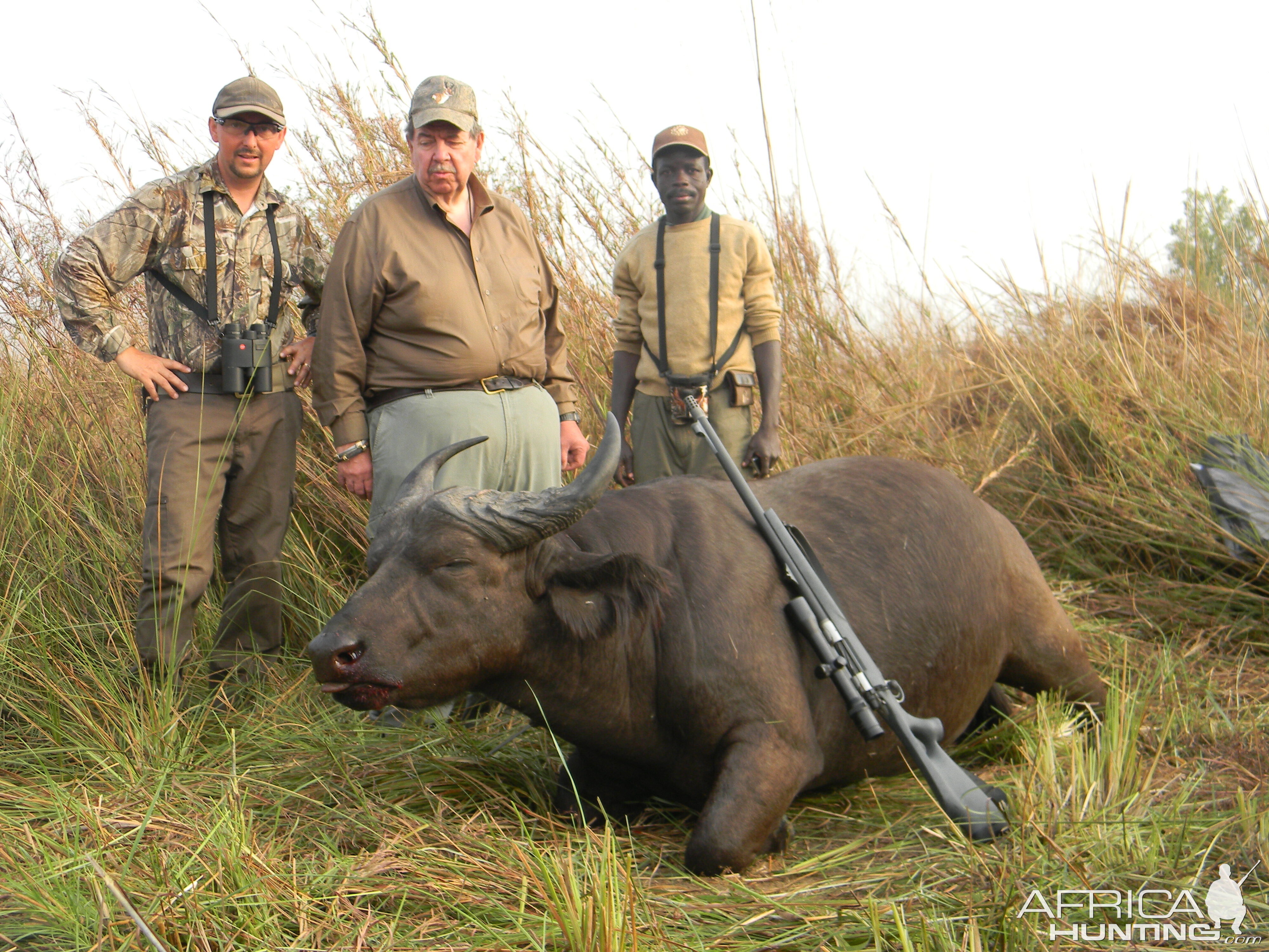 West African Savannah Buffalo hunted in Benin with Club Faune