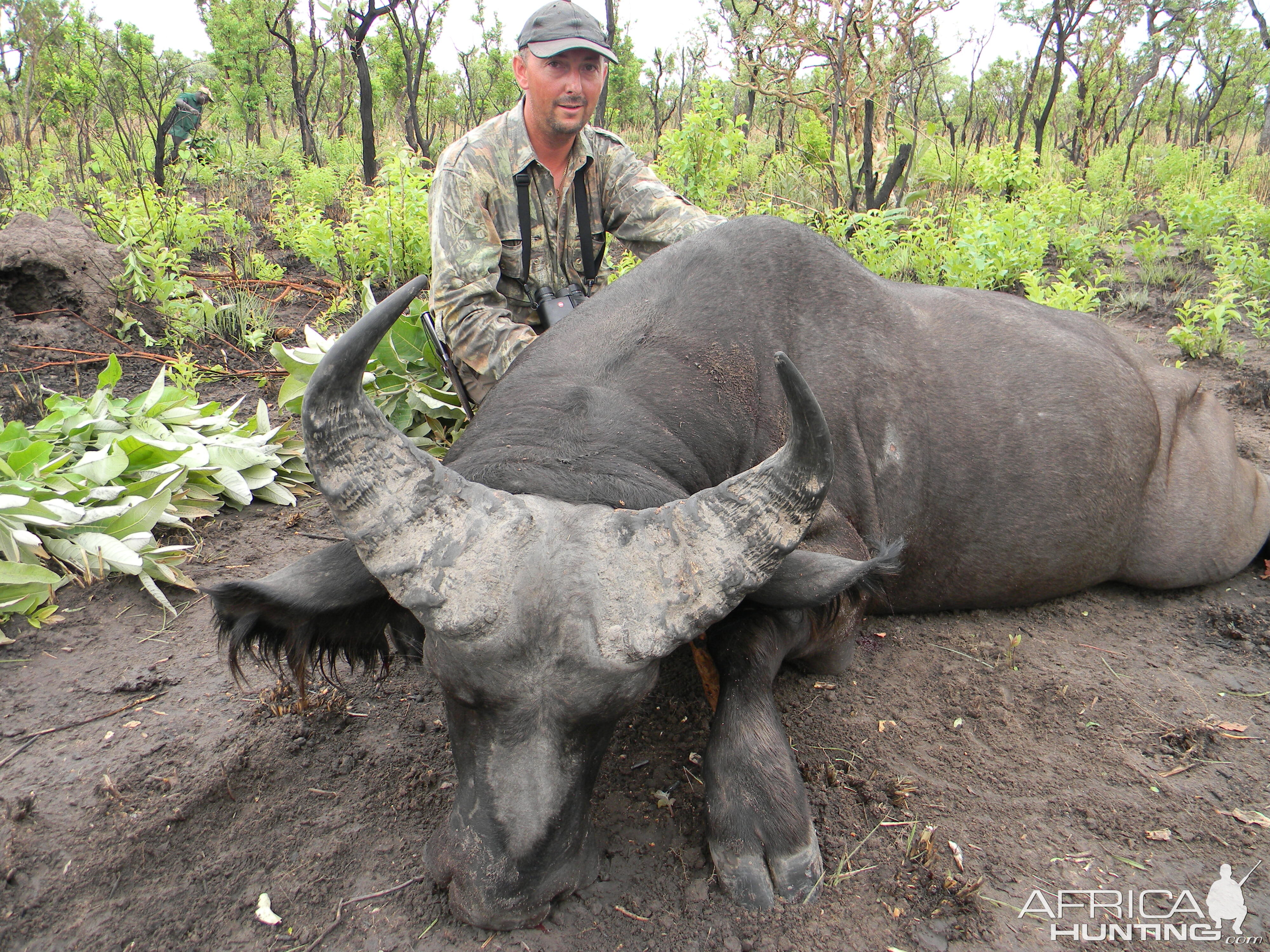 West African Savannah Buffalo hunted in Benin with Club Faune