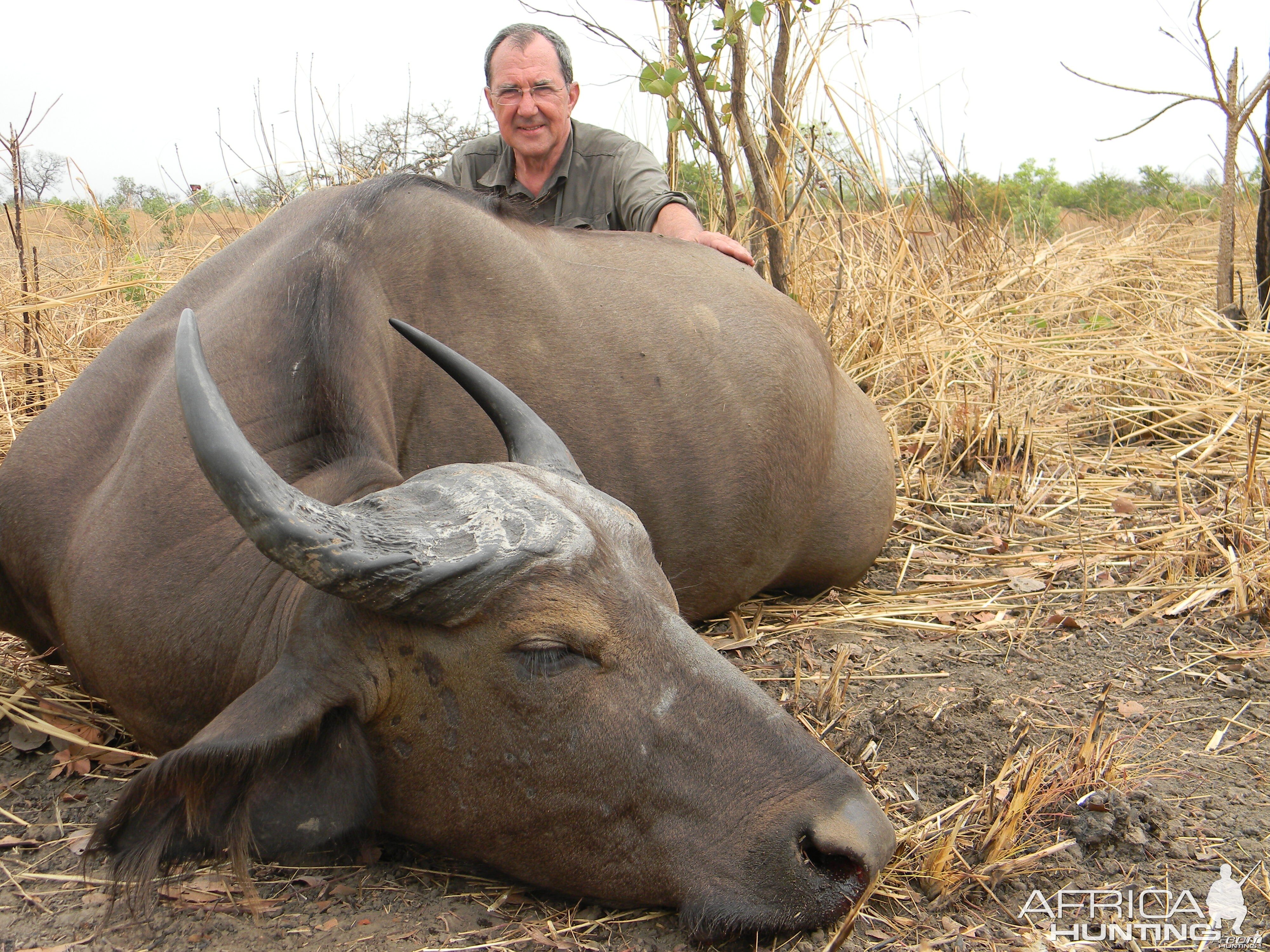 West African Savannah Buffalo hunted in Benin with Club Faune