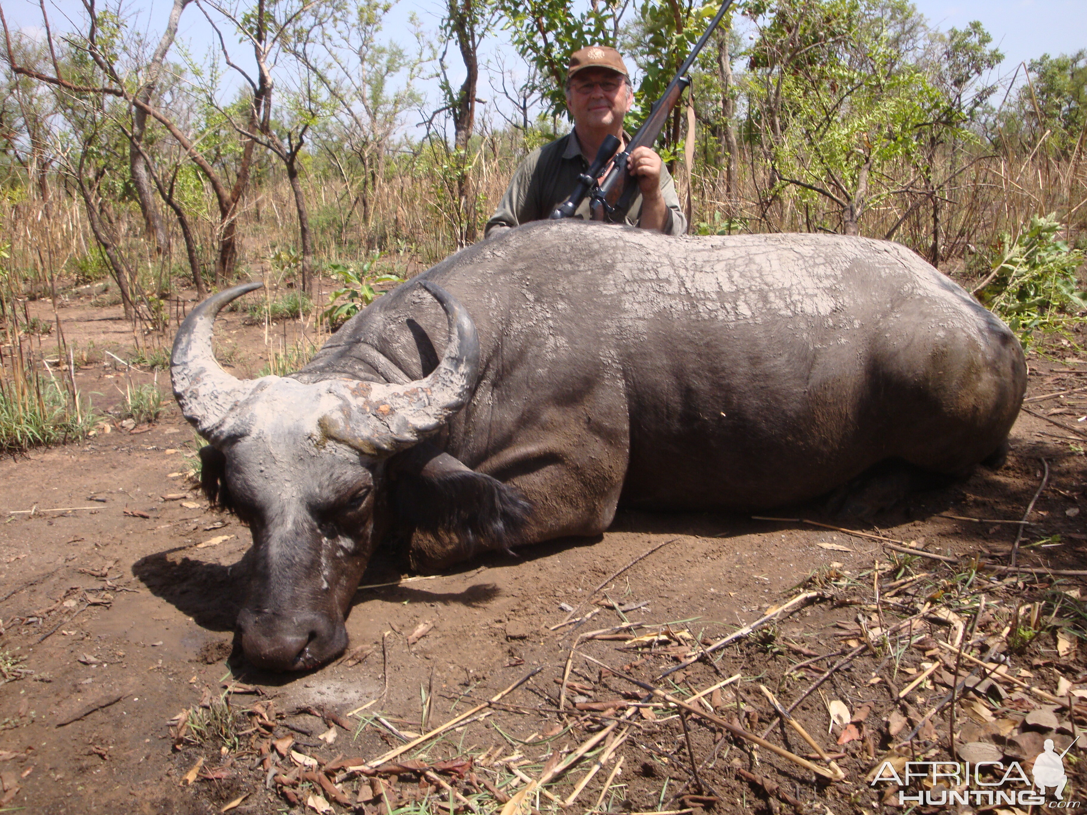 West African Savannah Buffalo hunted in Benin with Club Faune