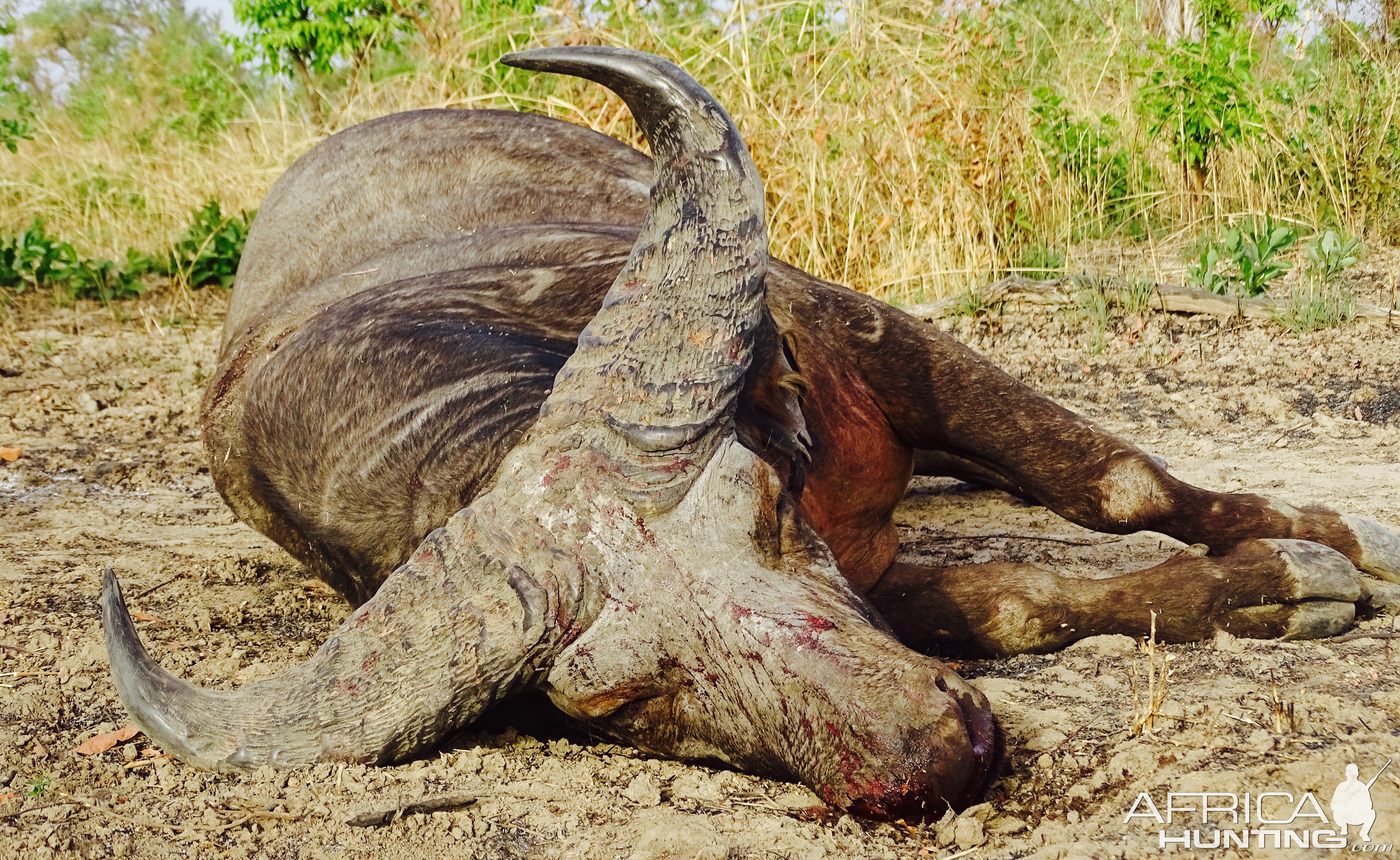 West African Savannah Buffalo Hunting Benin