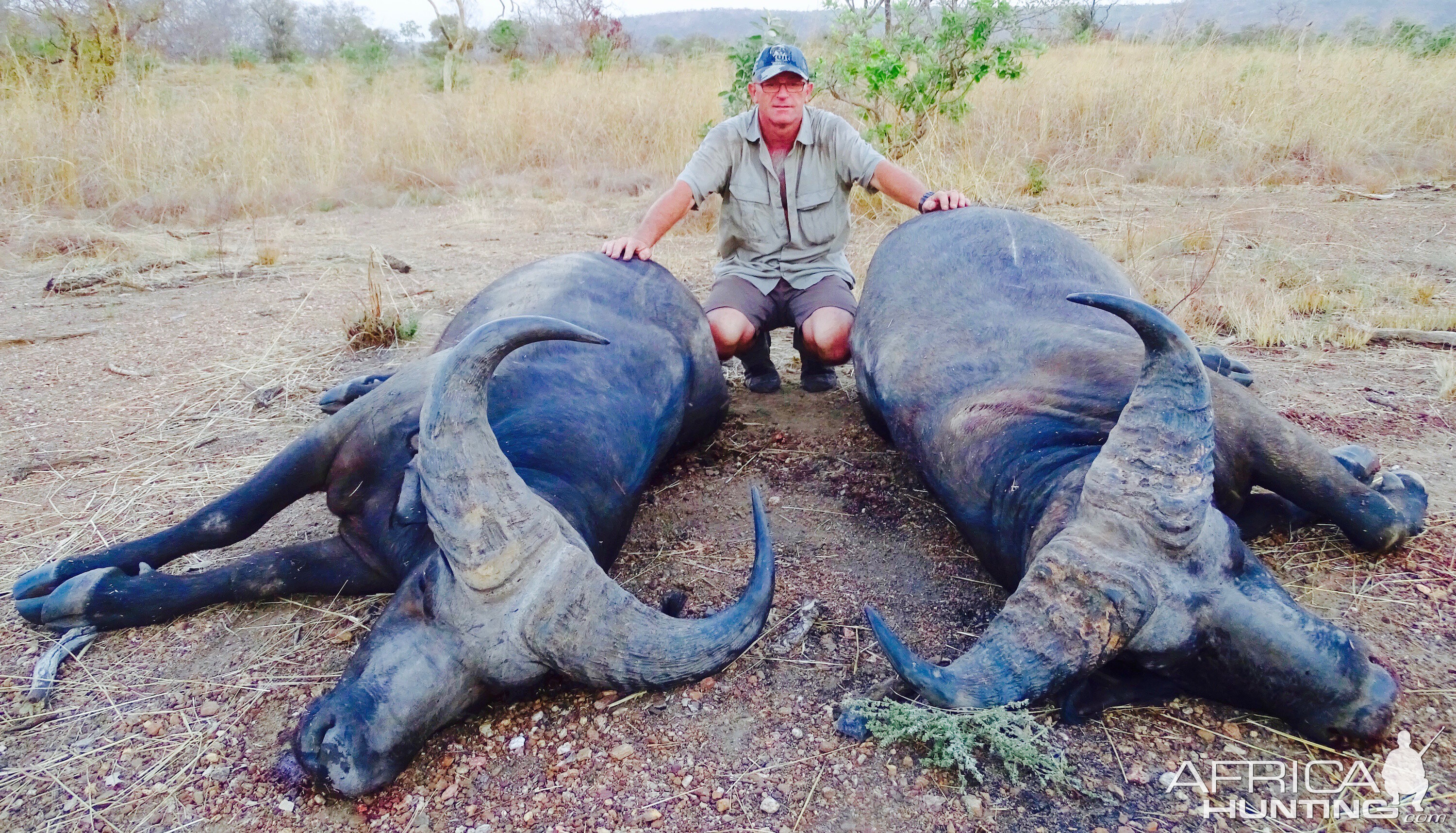 West African Savannah Buffalo Hunting in Benin