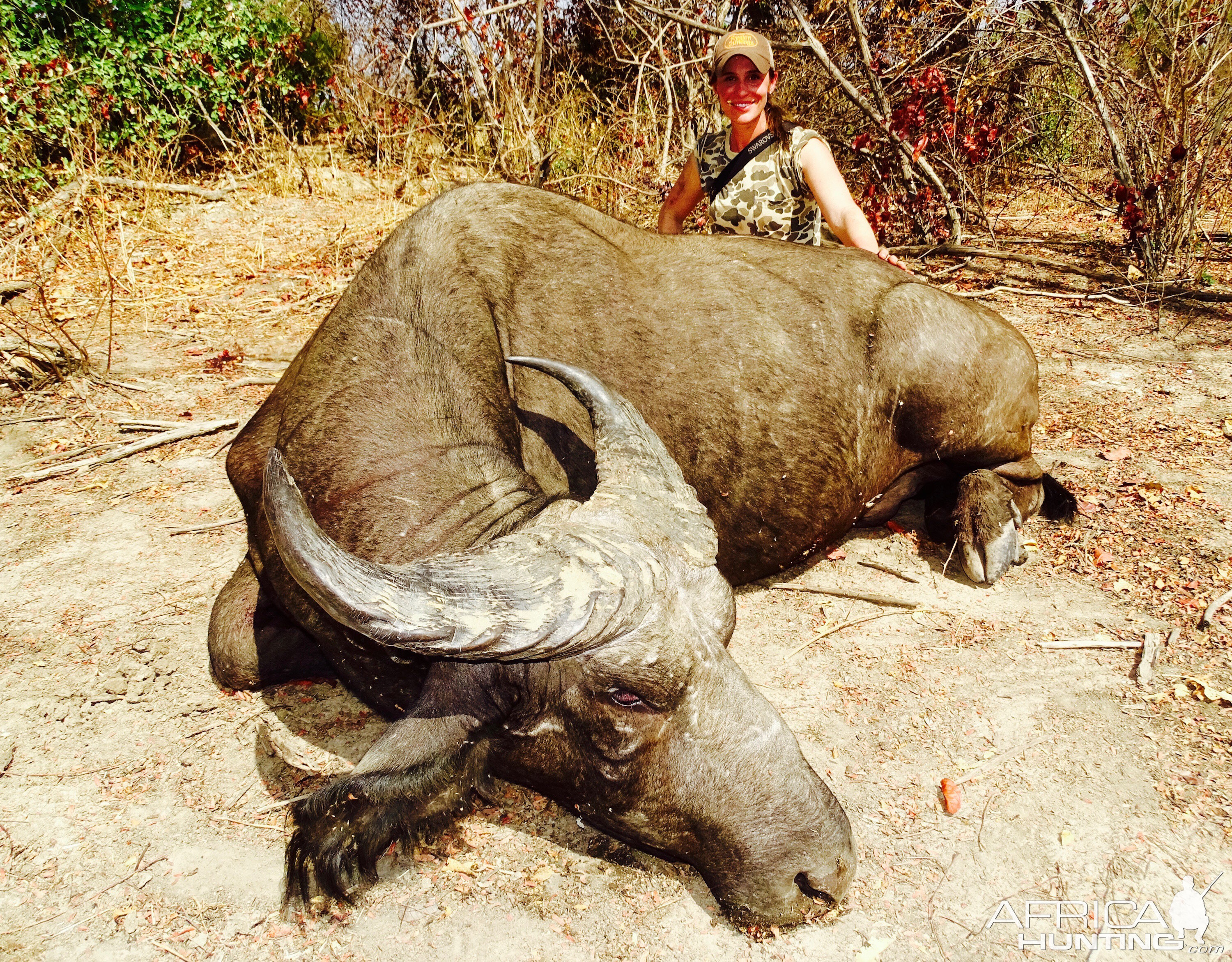 West African Savannah Buffalo Hunting in Benin