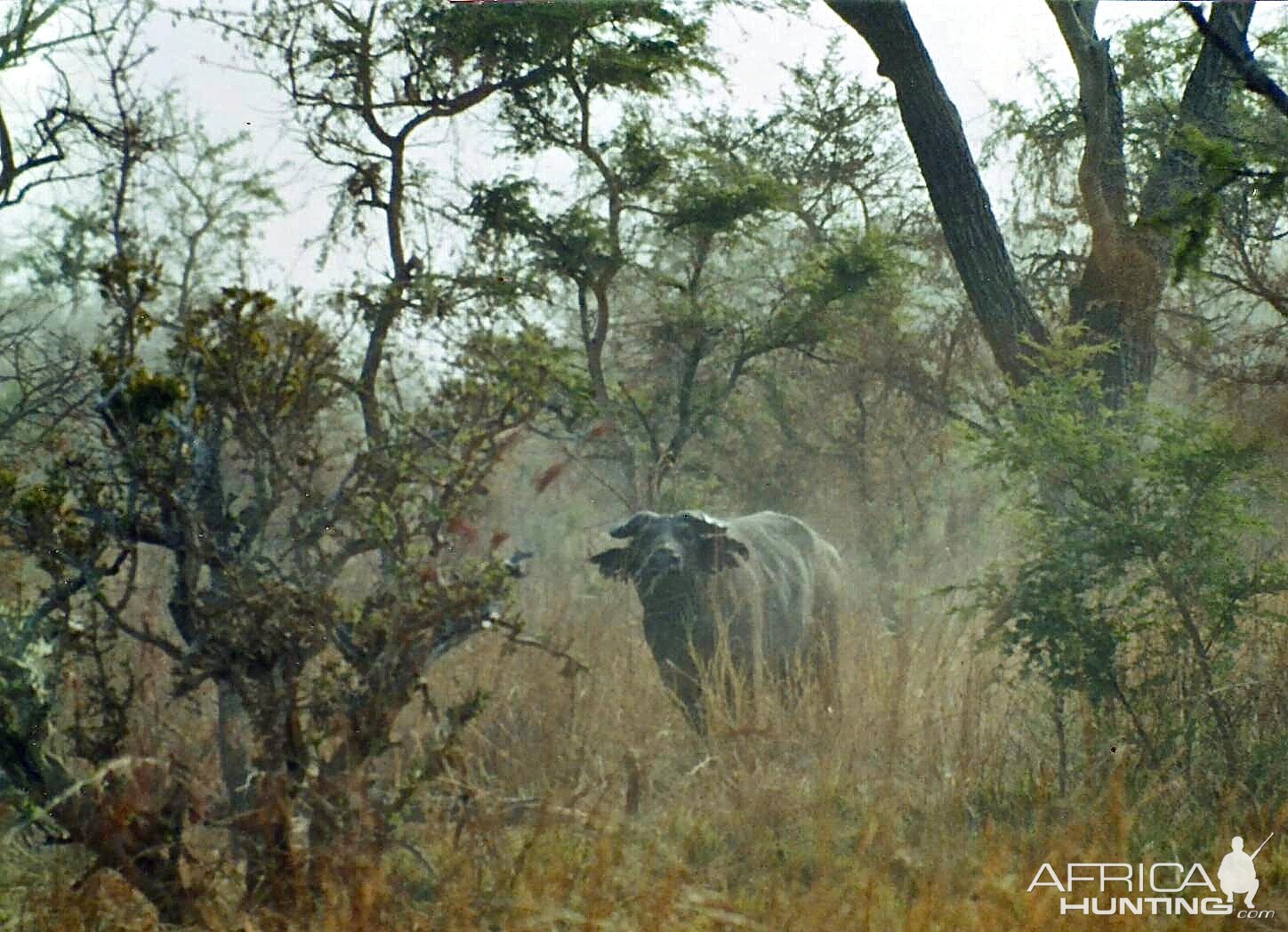 West African savannah buffalo