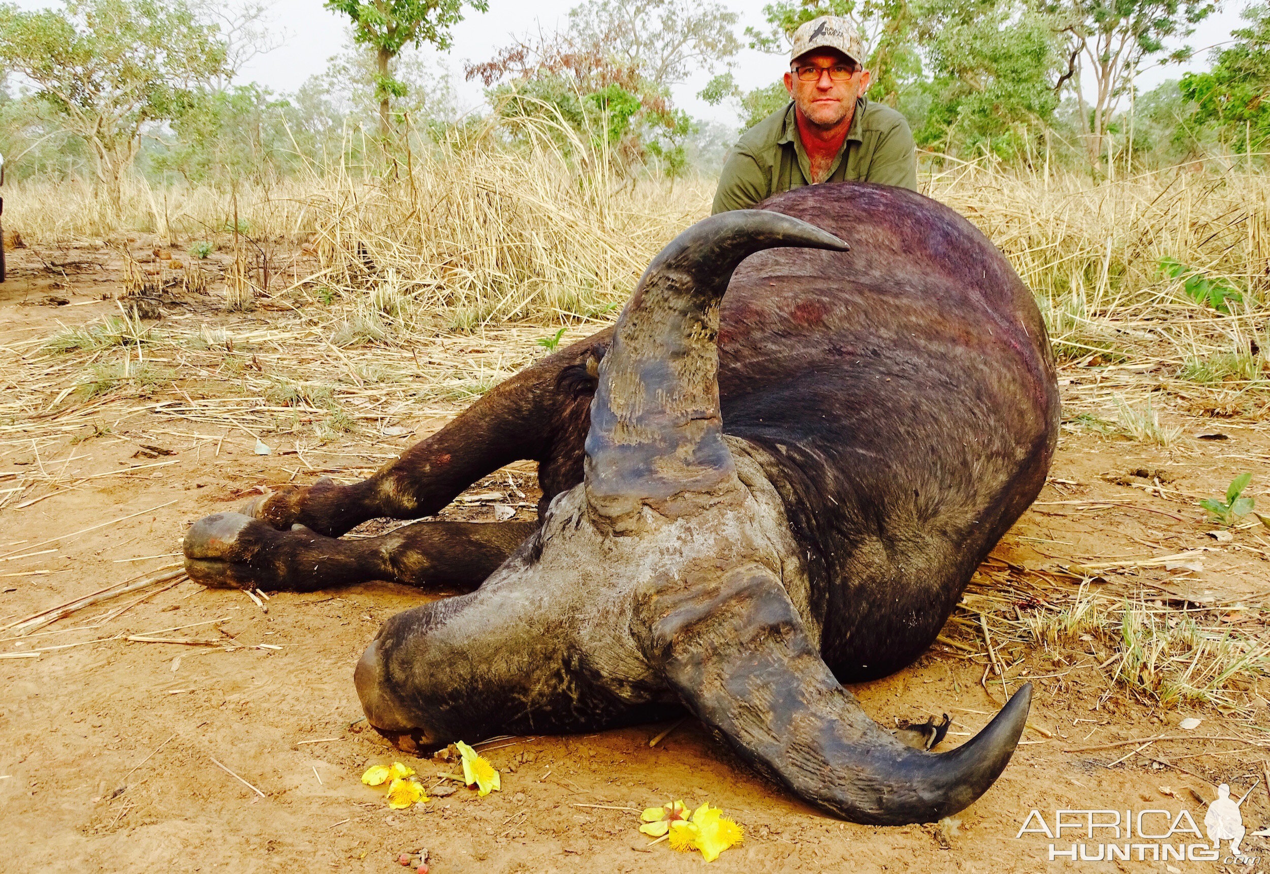 West Arrican Savanah Buffalo Hunt Benin