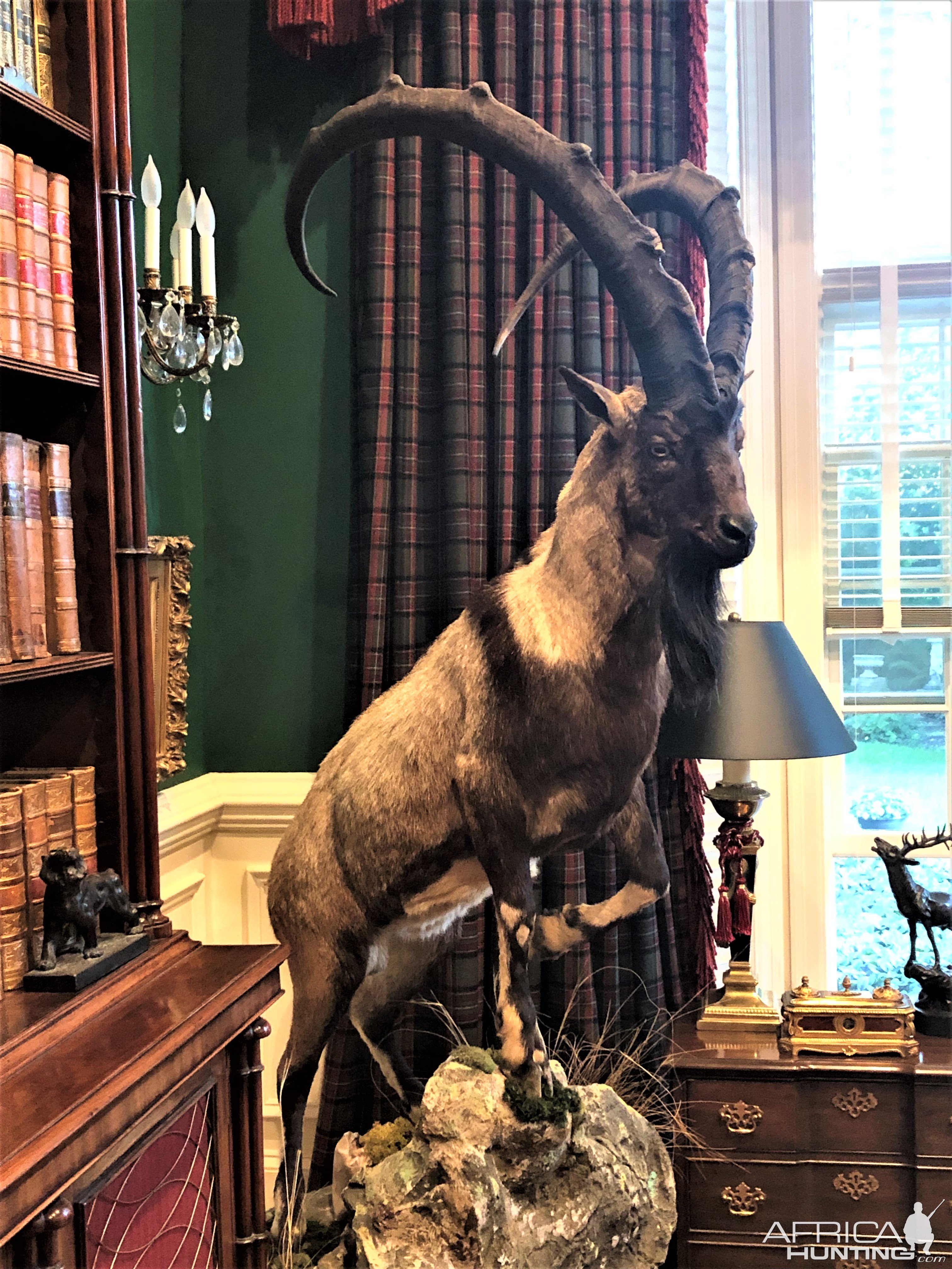 West Asian Ibex Full Mount Taxidermy