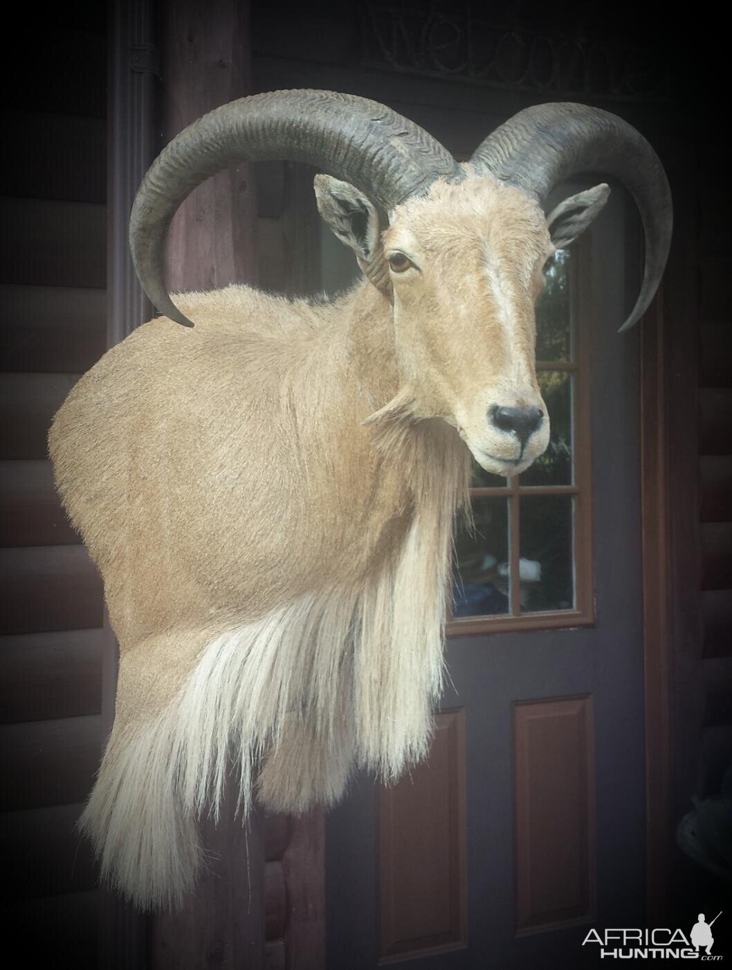 West Texas free range Aoudad