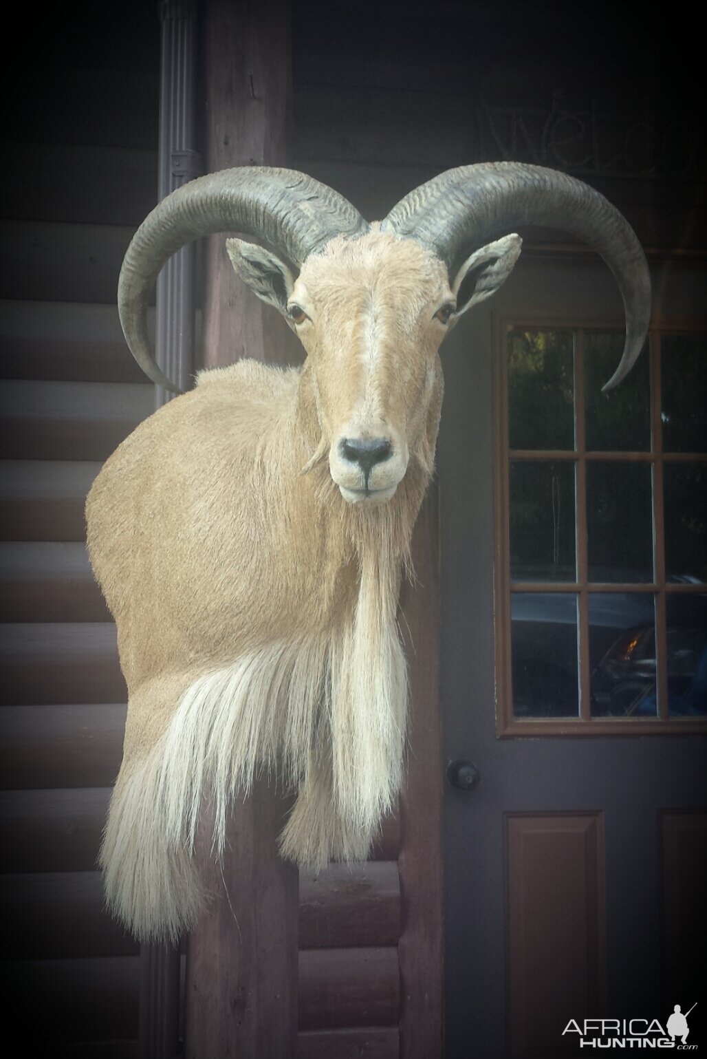 West Texas free range Aoudad