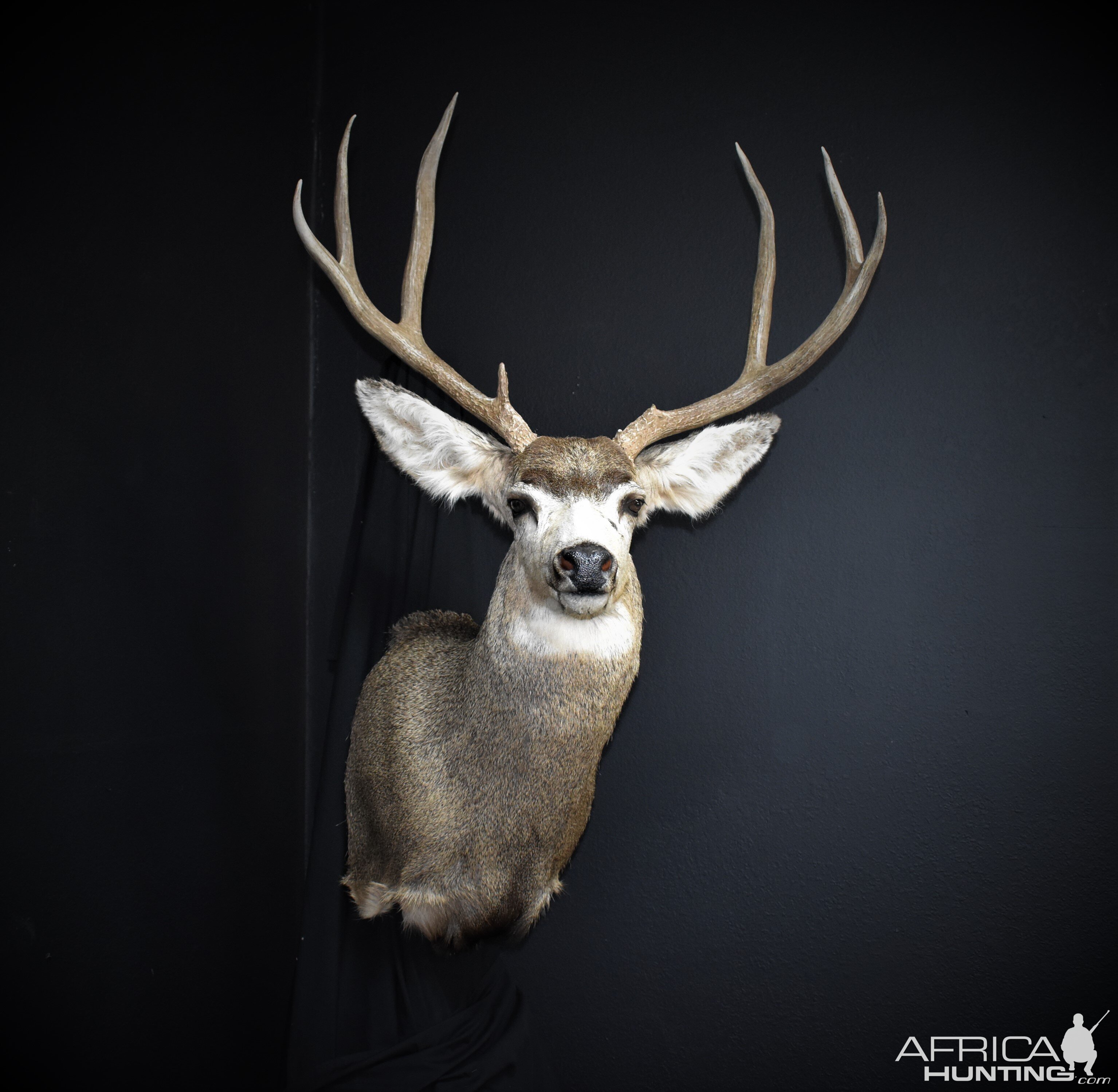 West Texas Mule Deer Shoulder Mount Taxidermy