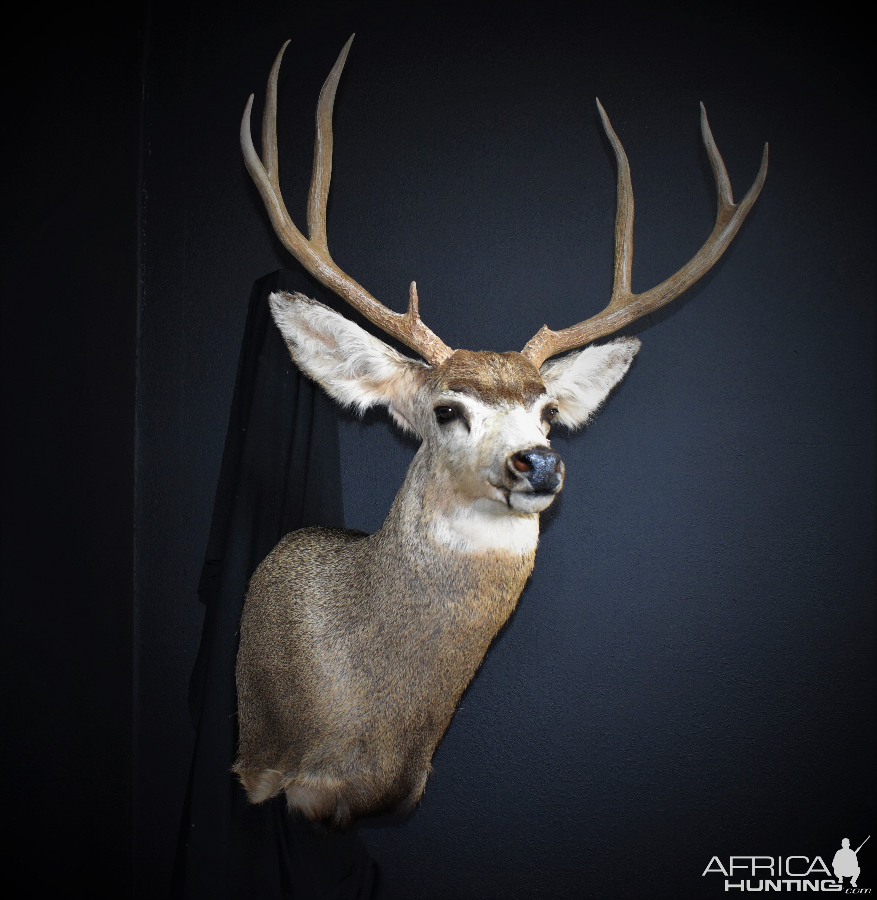 West Texas Mule Deer Shoulder Mount Taxidermy