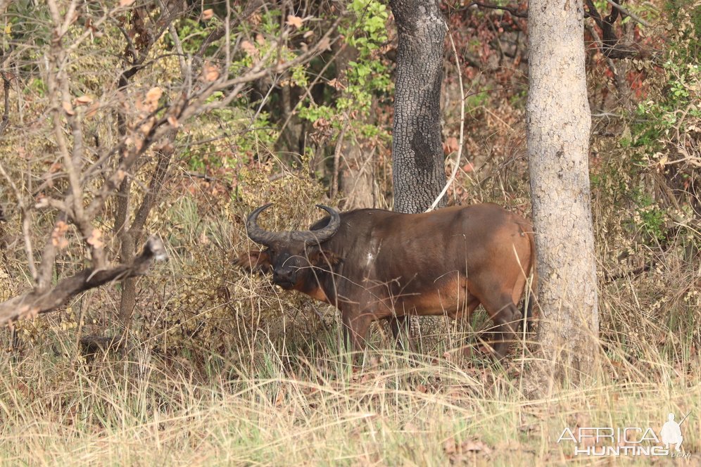 Western Buffalo Cameroon