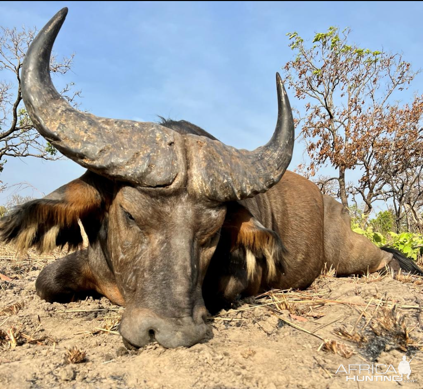 Western Buffalo Hunt Cameroon