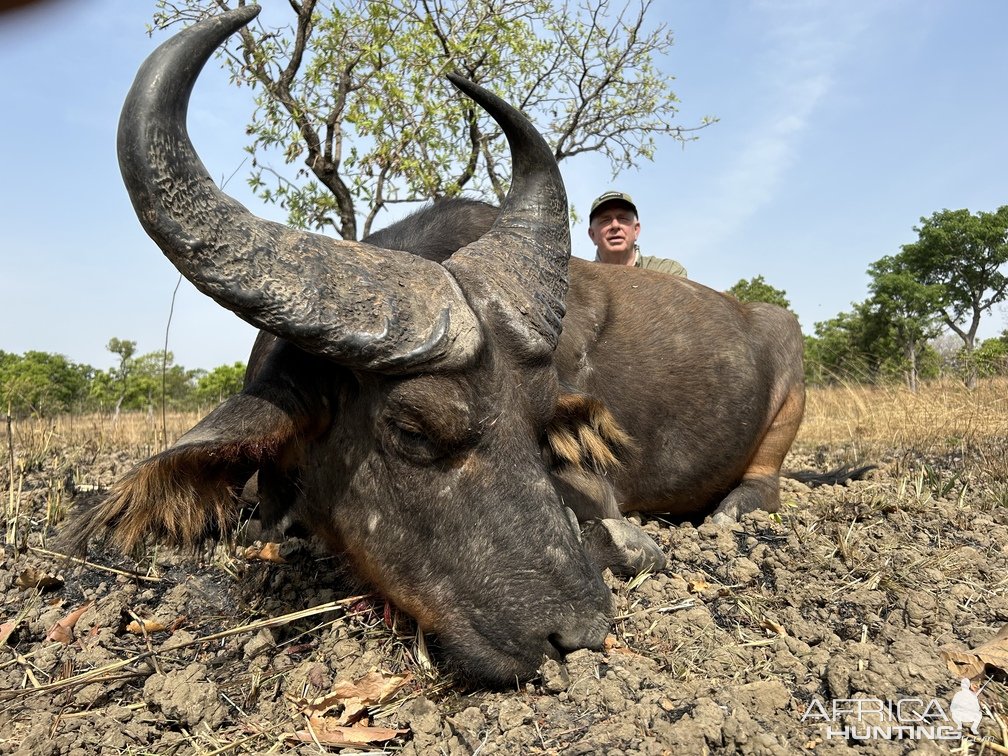 Western Buffalo Hunt Cameroon