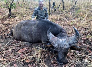 Western Buffalo Hunt Cameroon